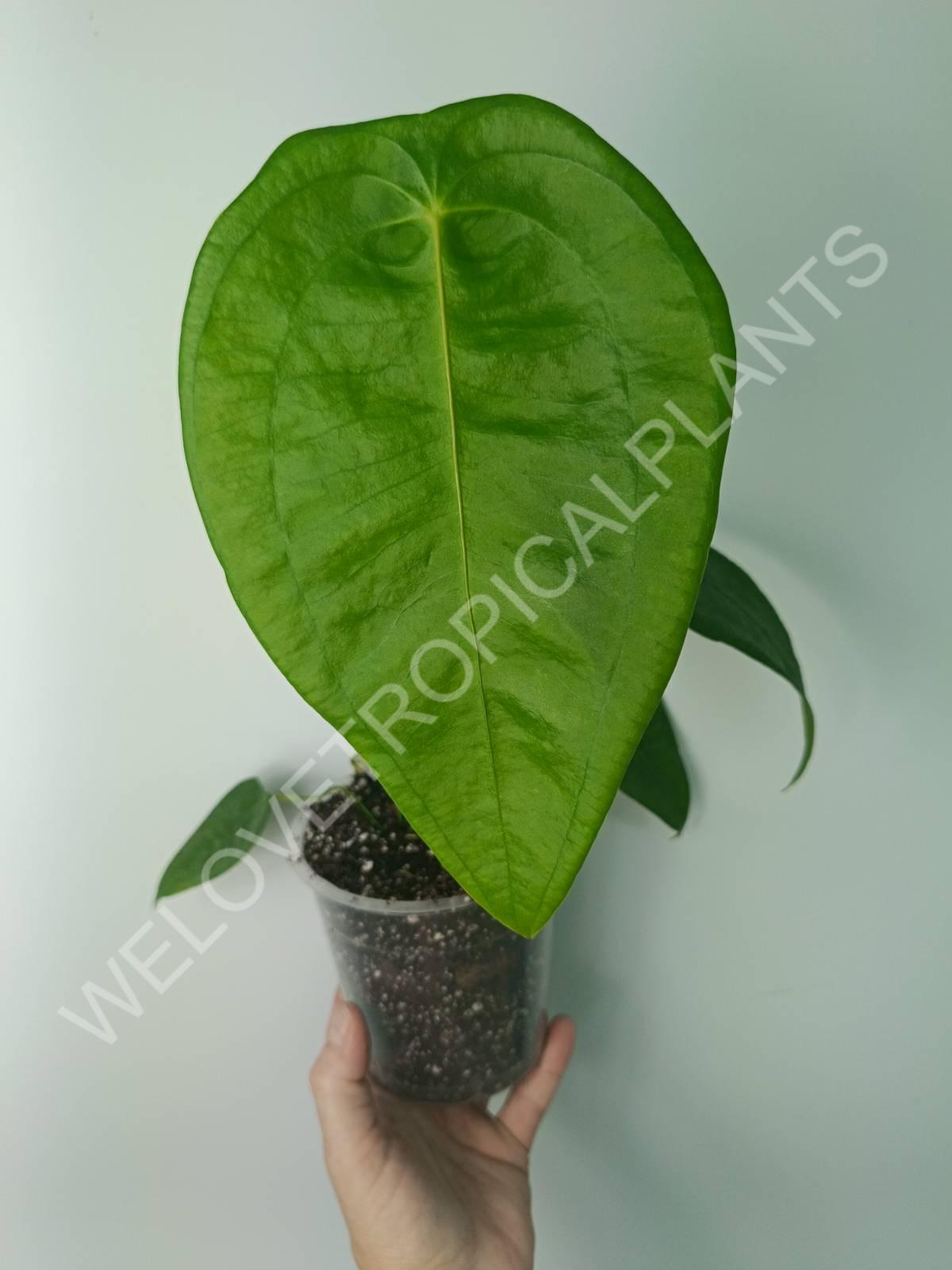 Anthurium peltigerum