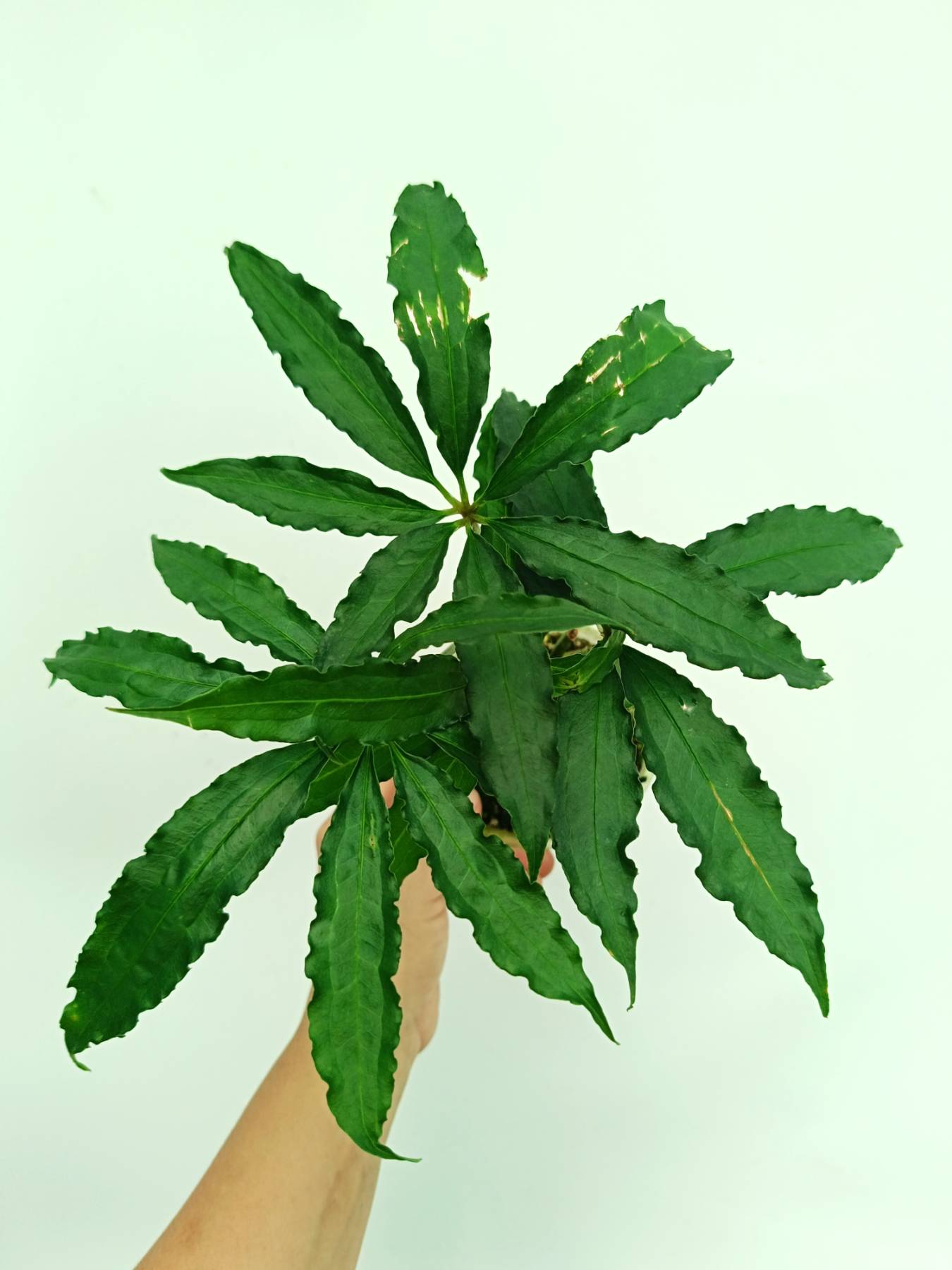 Anthurium polyschistum