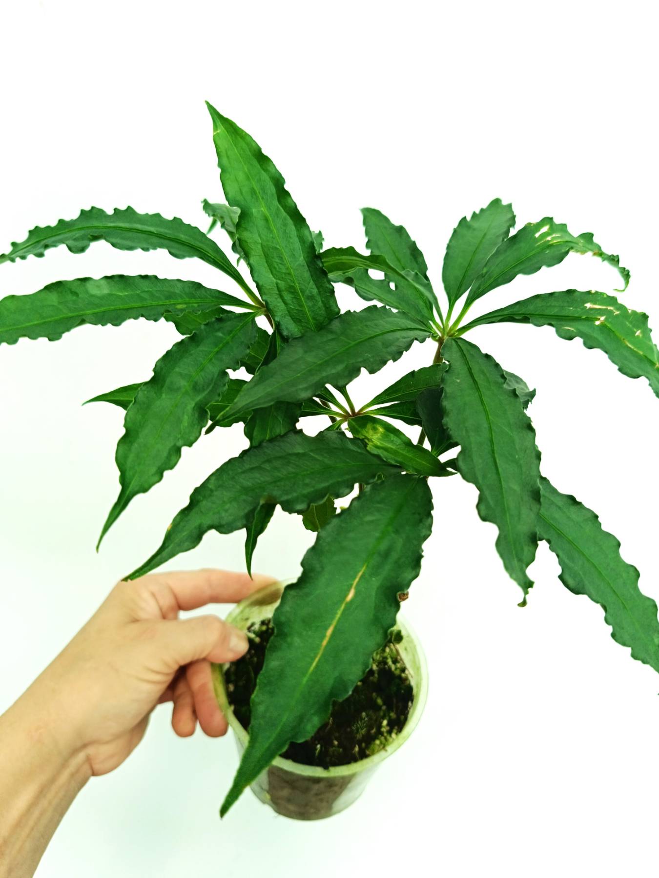 Anthurium polyschistum