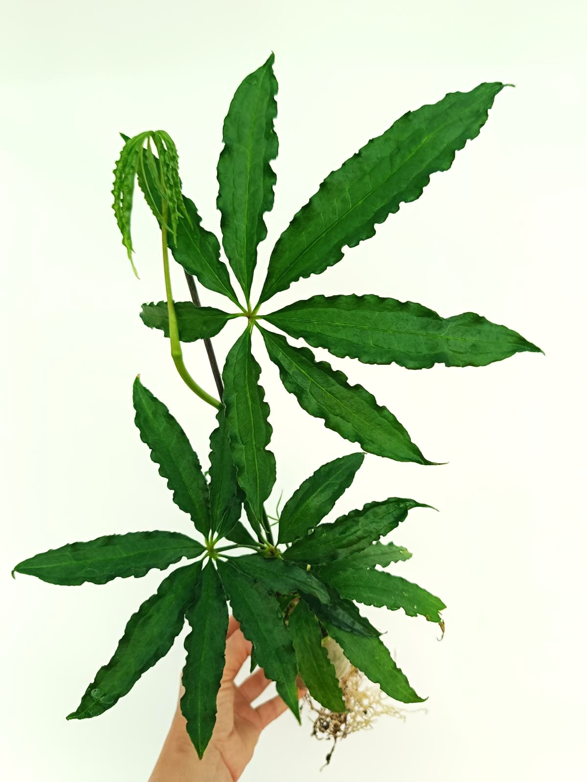 Anthurium Polyschistum