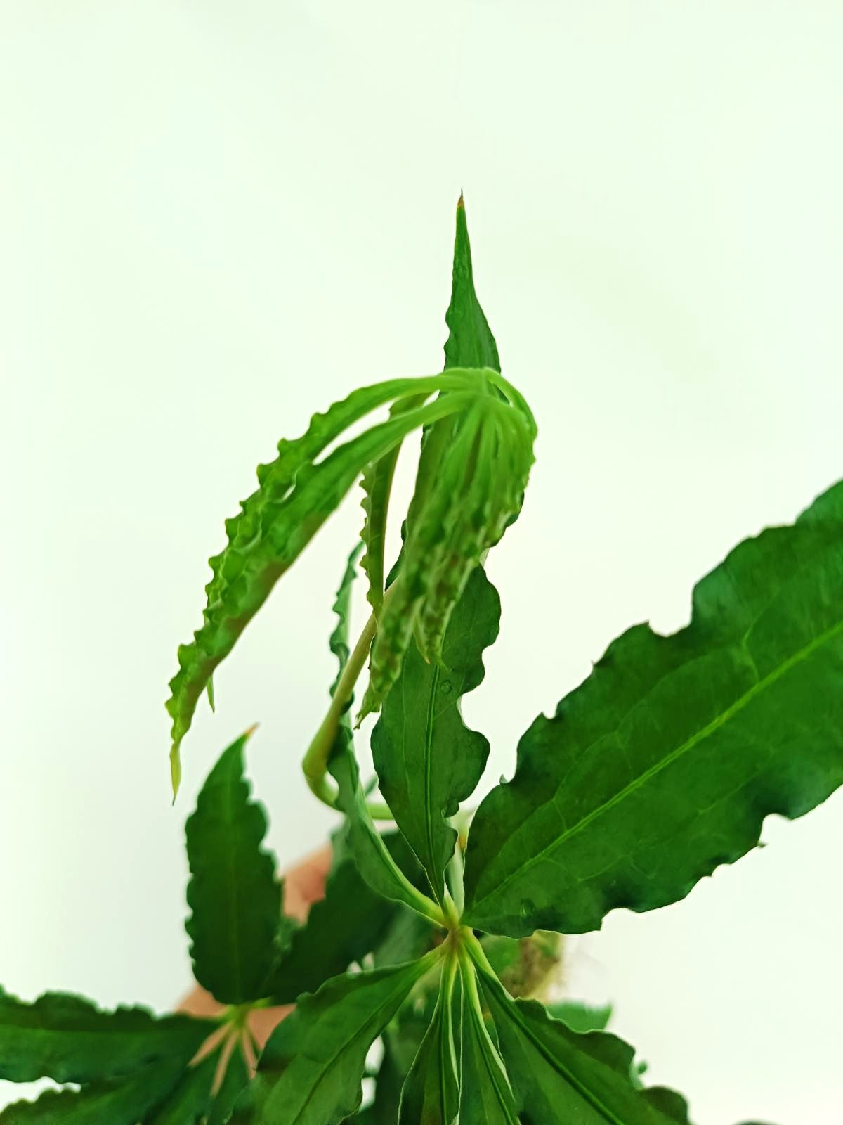 Anthurium Polyschistum