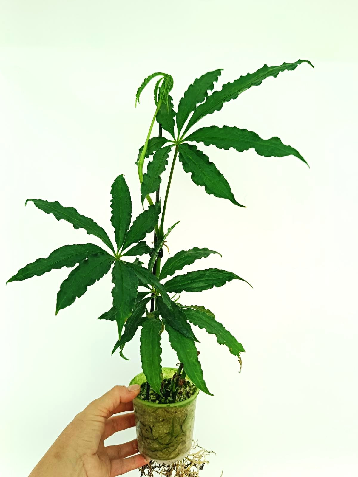 Anthurium Polyschistum