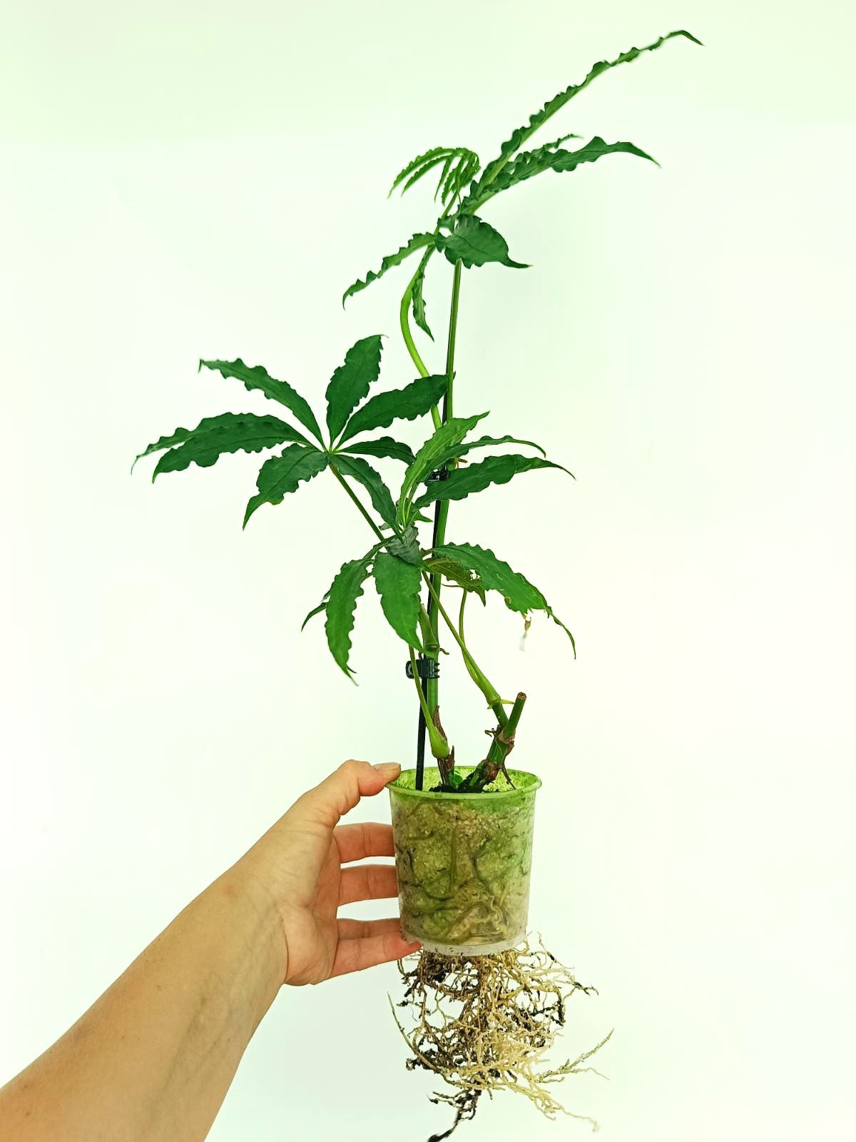 Anthurium Polyschistum