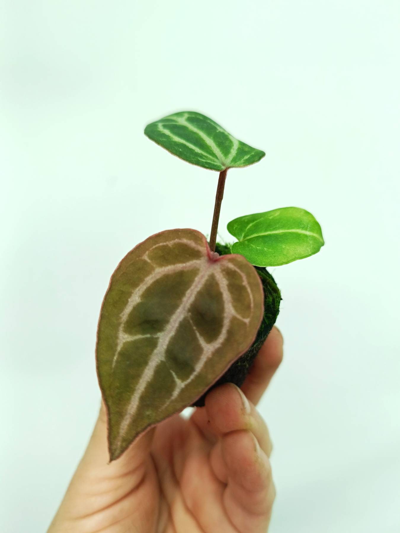 red crystallinum anthurium Anthurium red crystallinum (young plant)