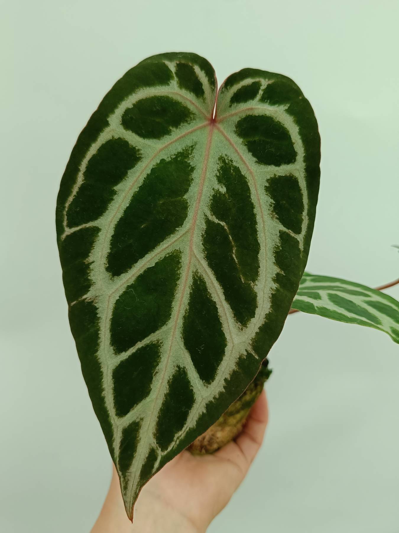 Anthurium red crystallinum x silver blush