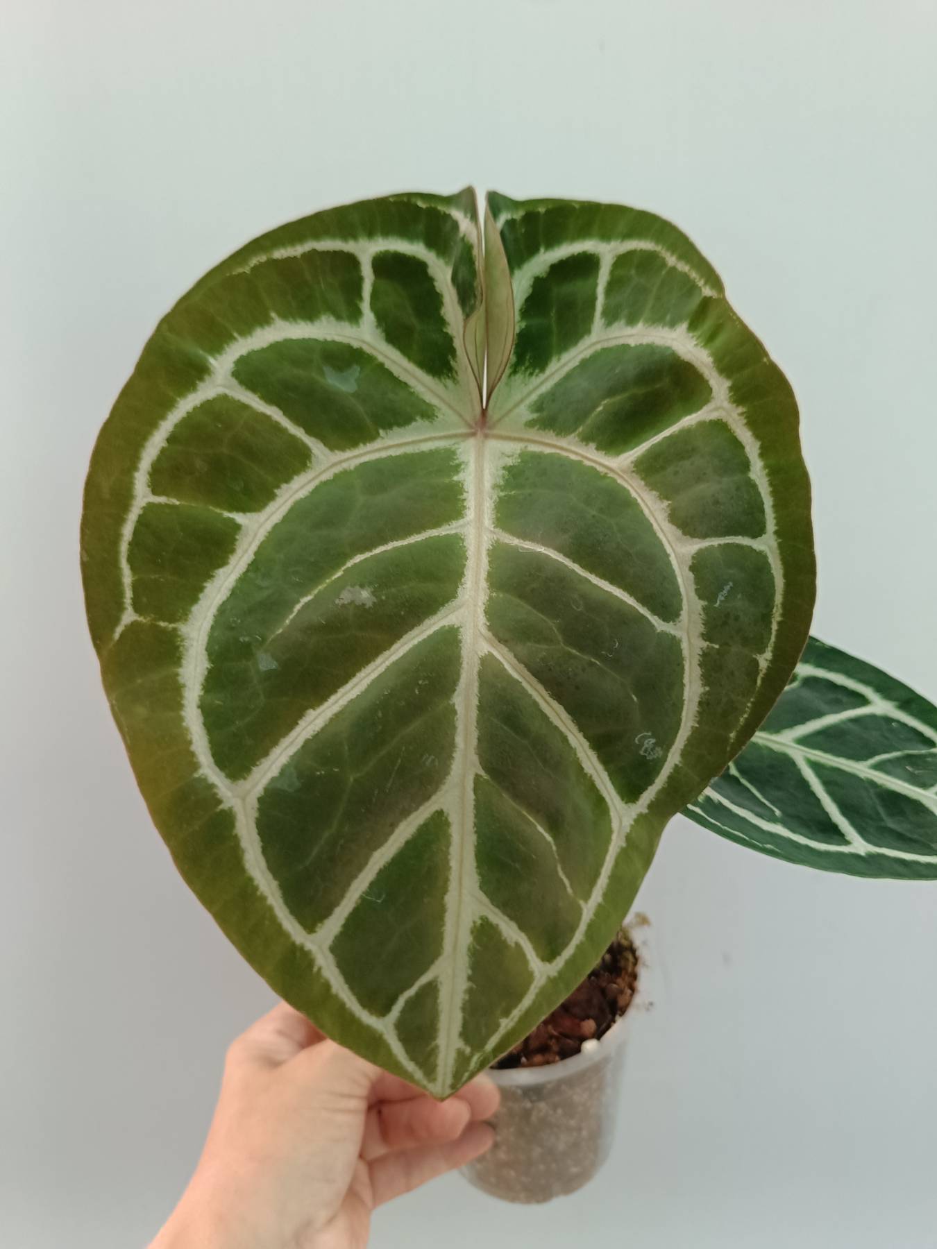 anthurium crystallinum big Anthurium Red Crystallinum x Silver Blush