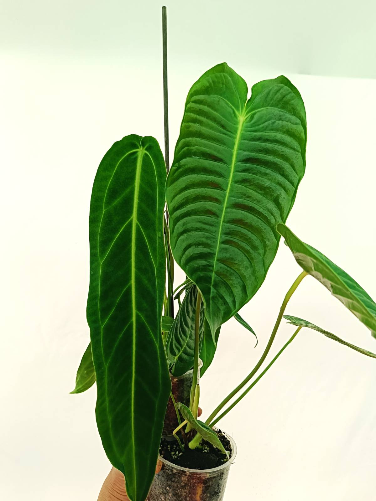 Anthurium Set: 2 in 1