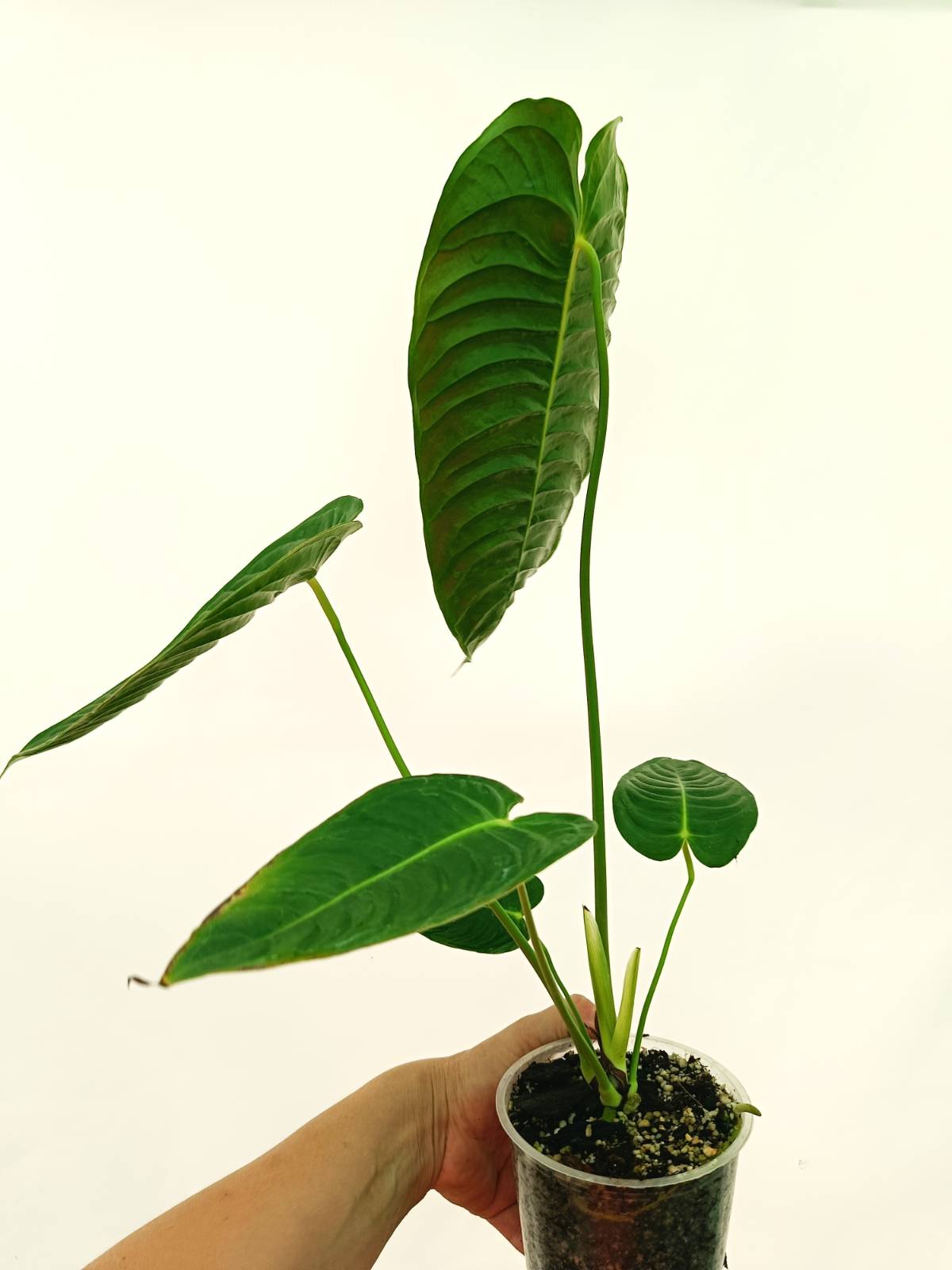 Anthurium Set: 2 in 1