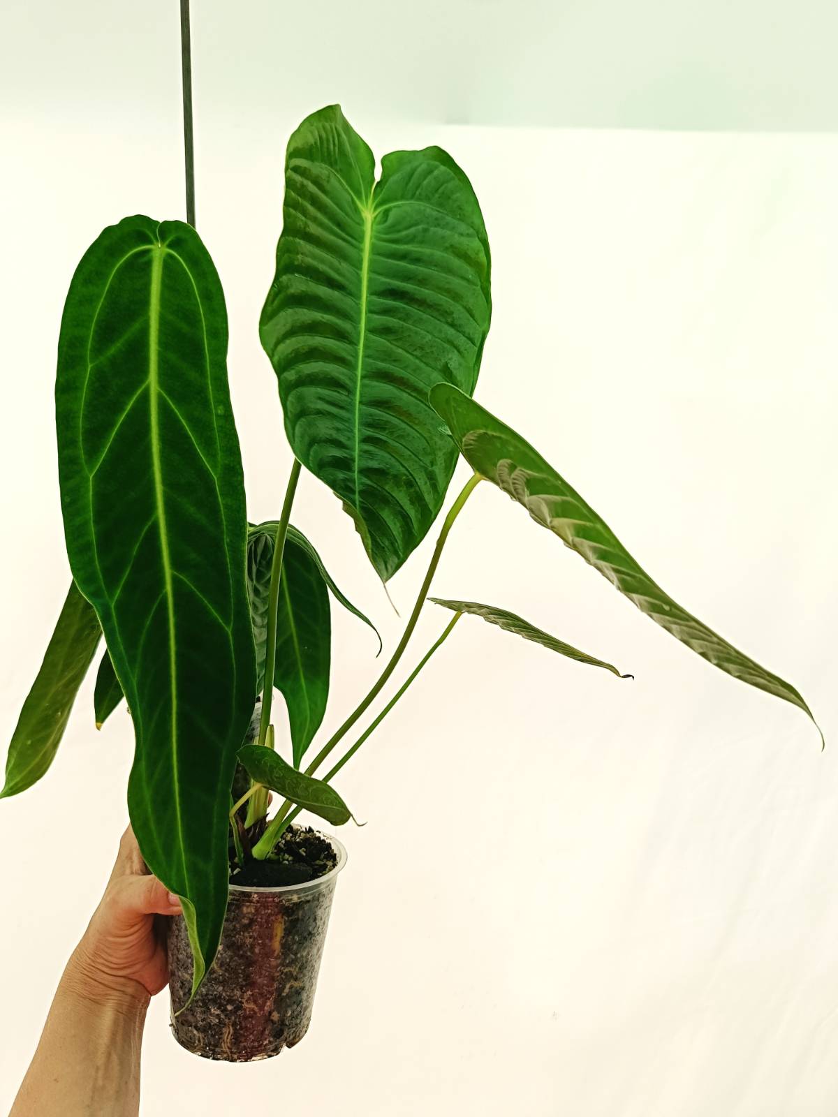 Anthurium Set: 2 in 1