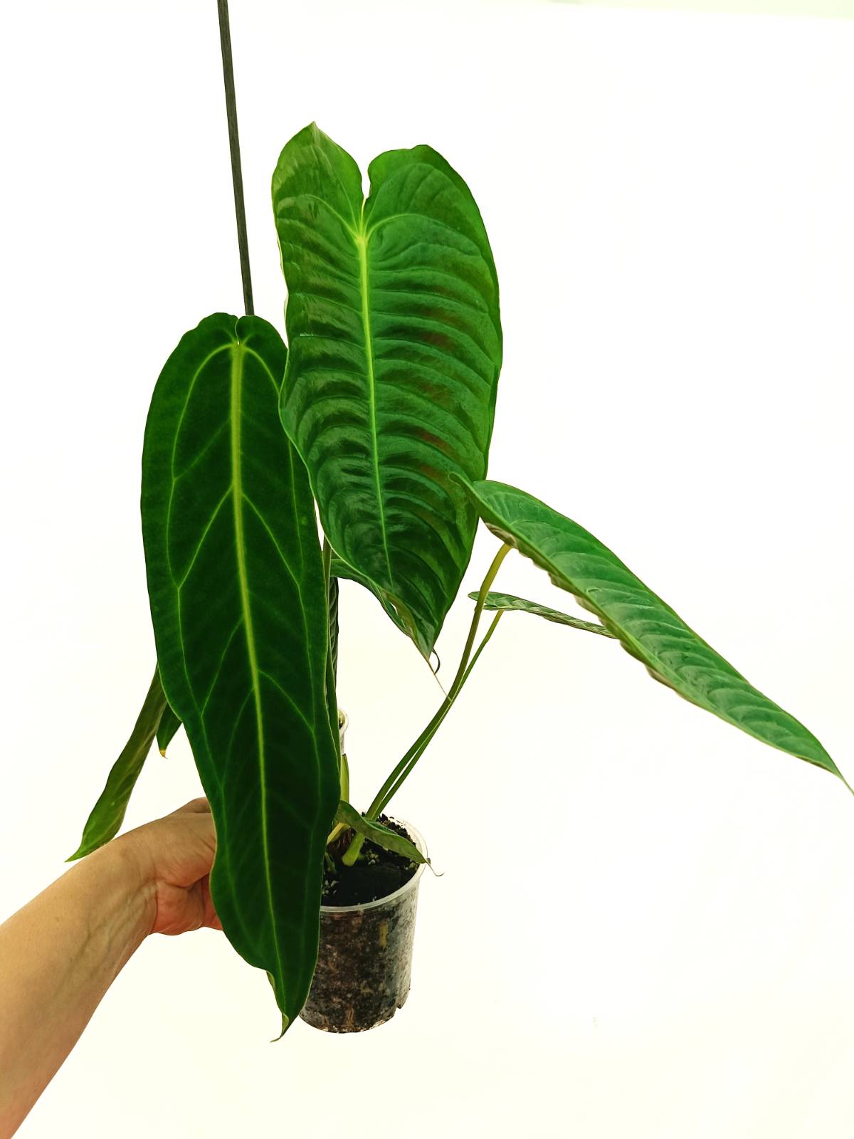 Anthurium Set: 2 in 1