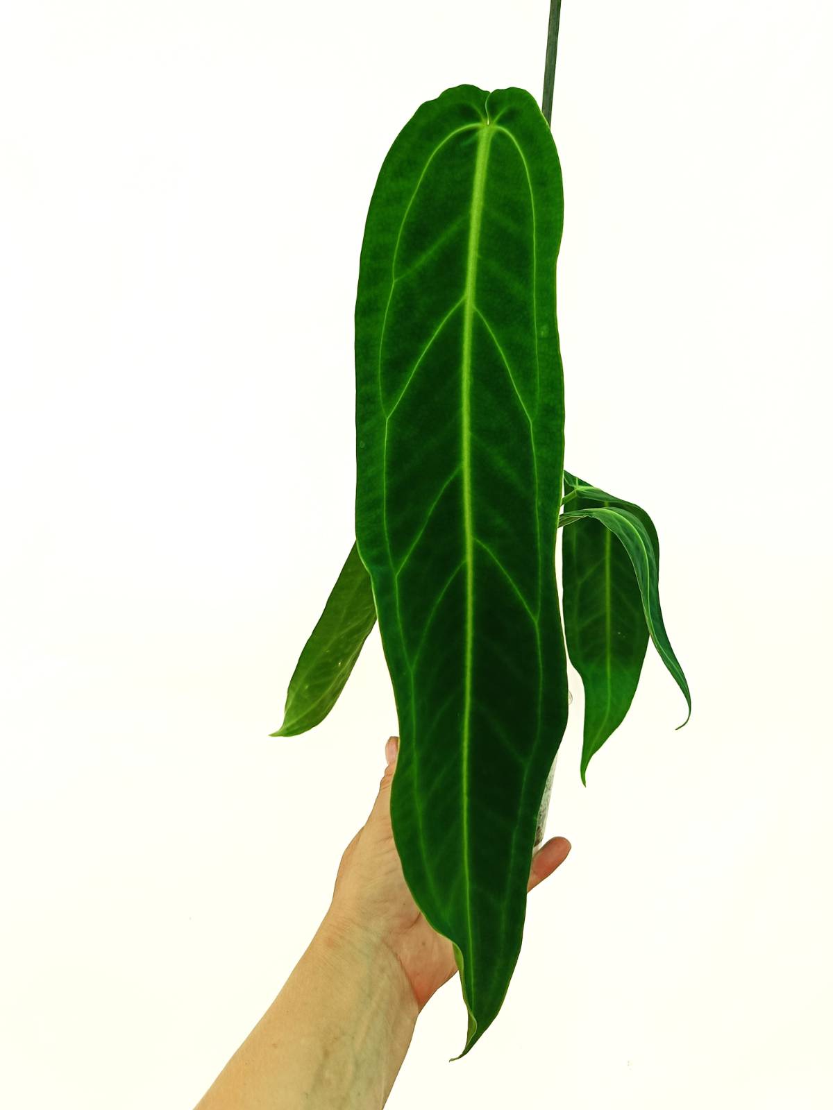 Anthurium Set: 2 in 1