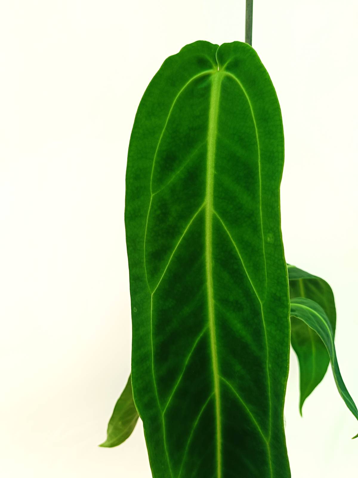 Anthurium Set: 2 in 1