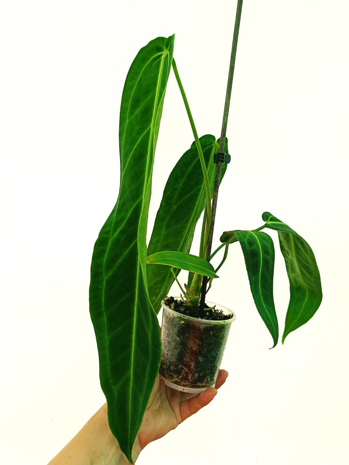 Anthurium Set: 2 in 1