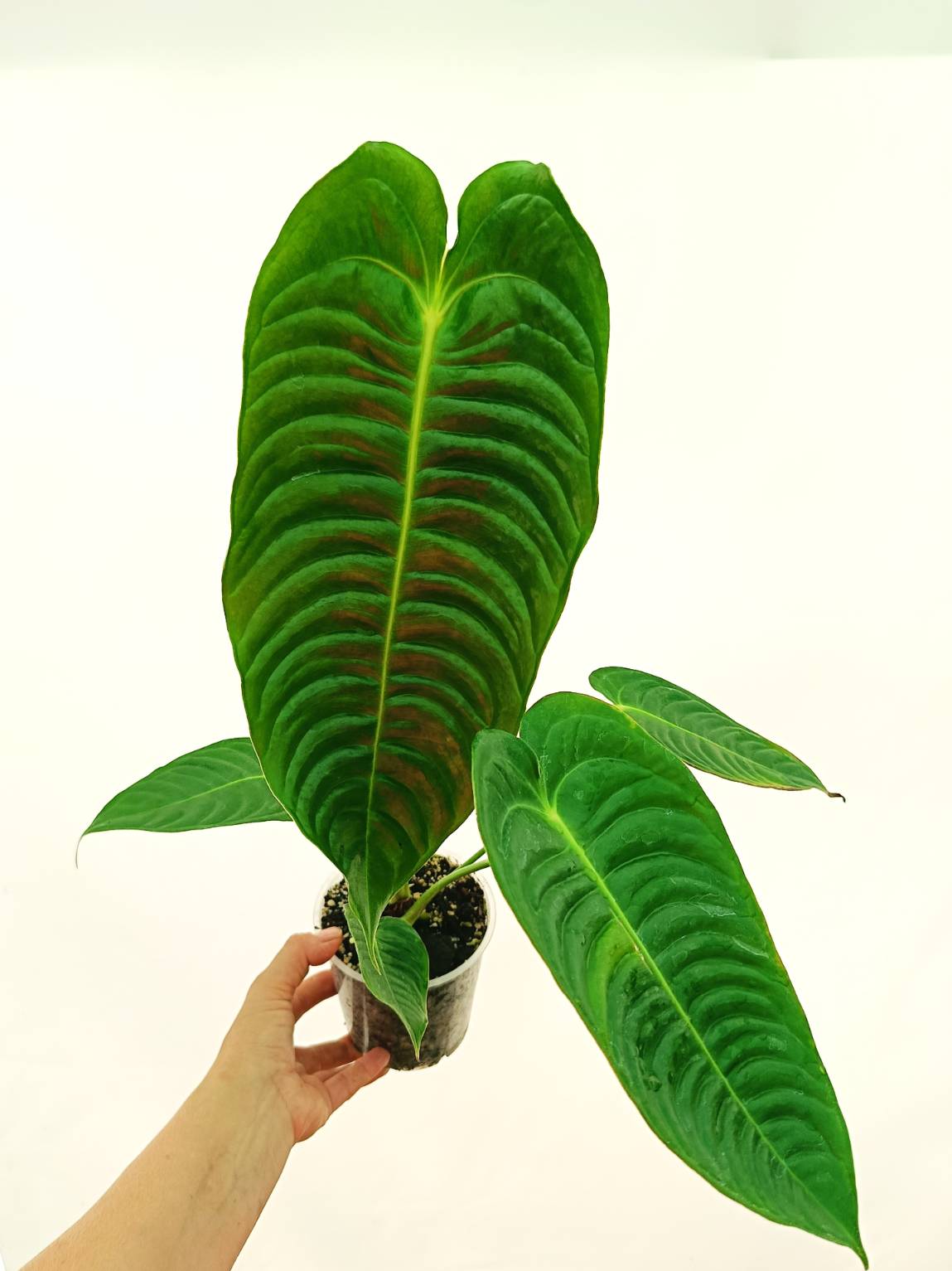 Anthurium Set: 2 in 1