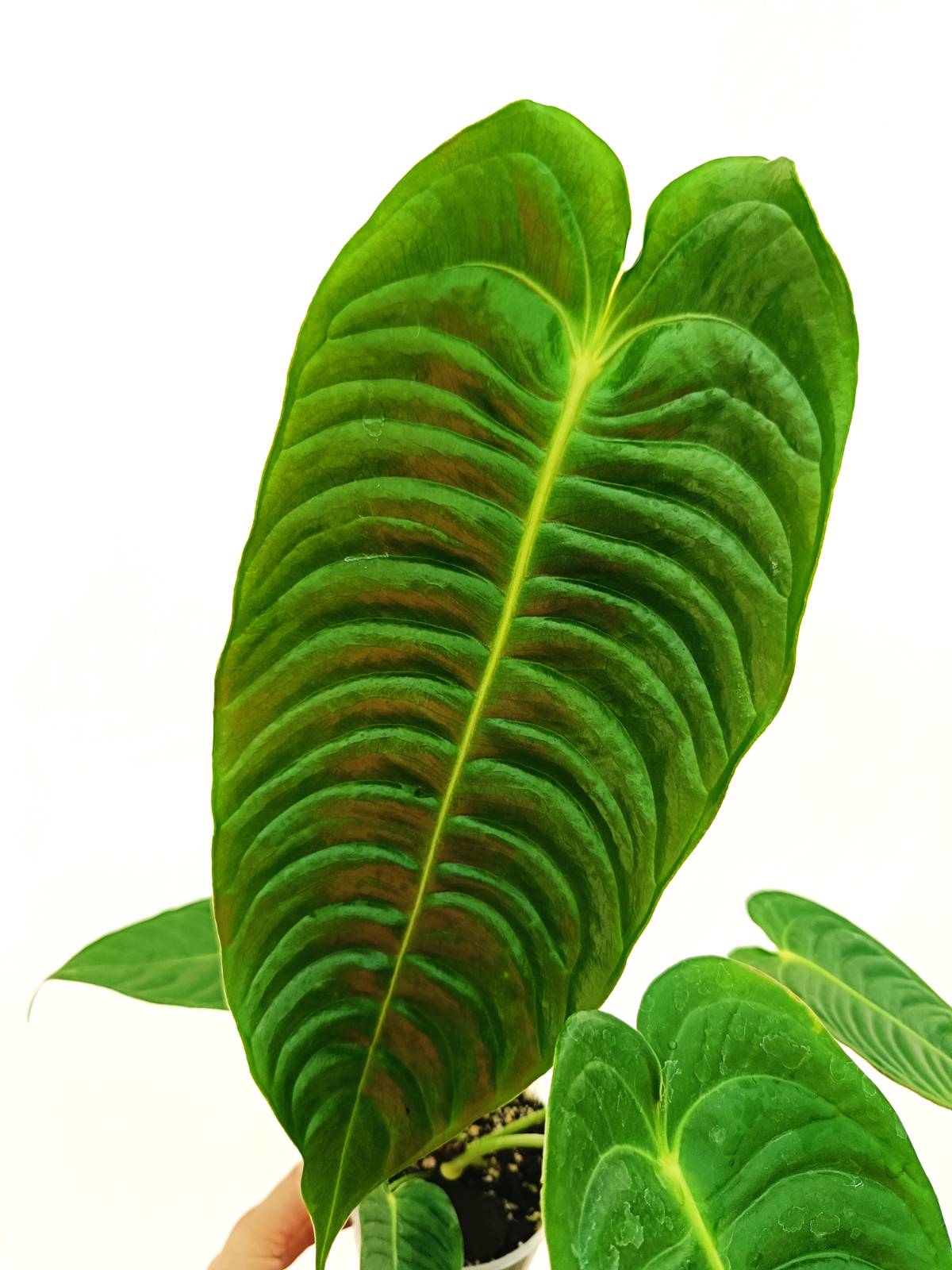 Anthurium Set: 2 in 1