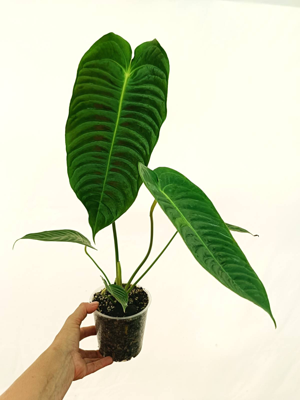 Anthurium Set: 2 in 1