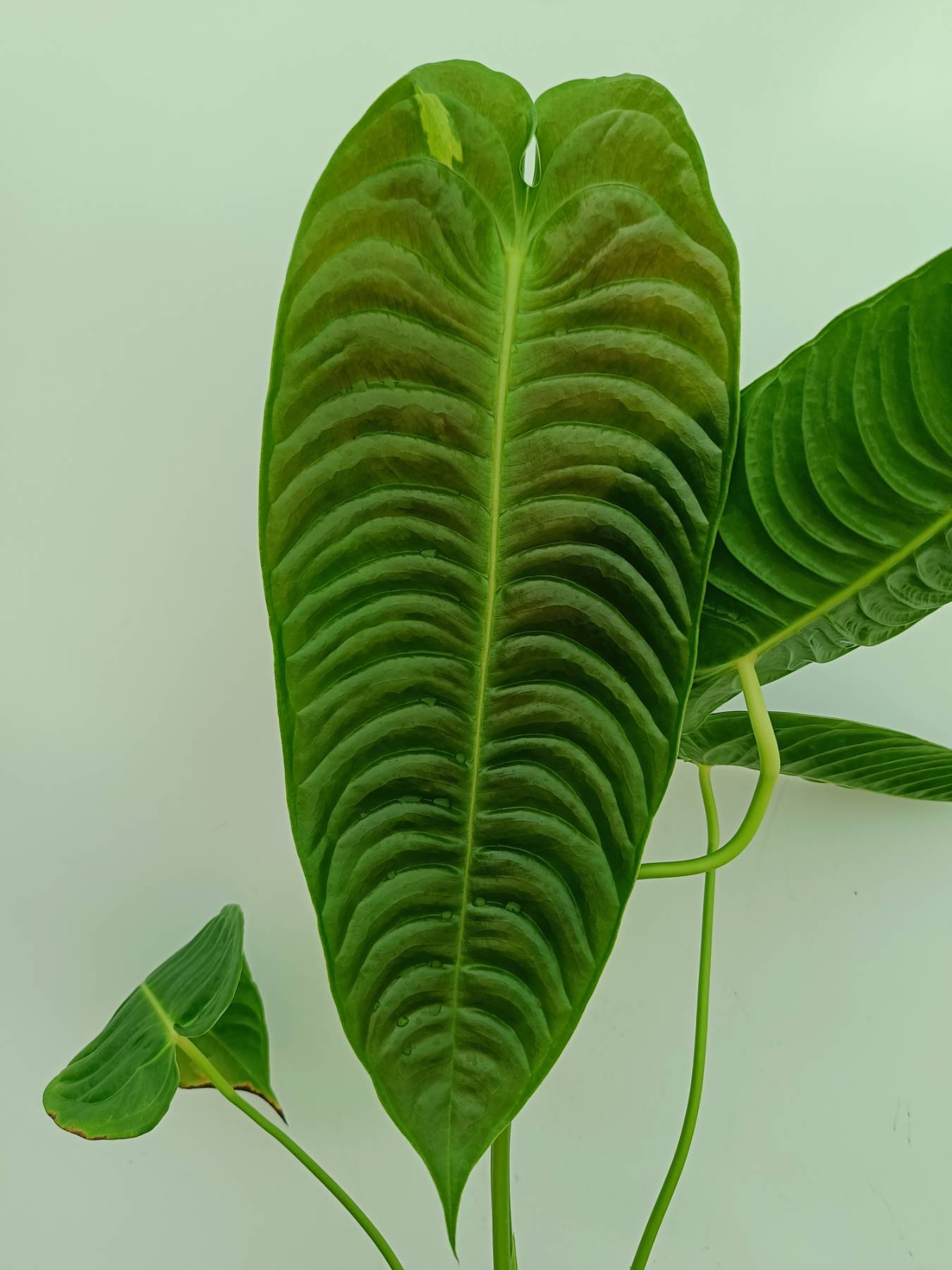 anthurium vert Anthurium veitchii narrow XL