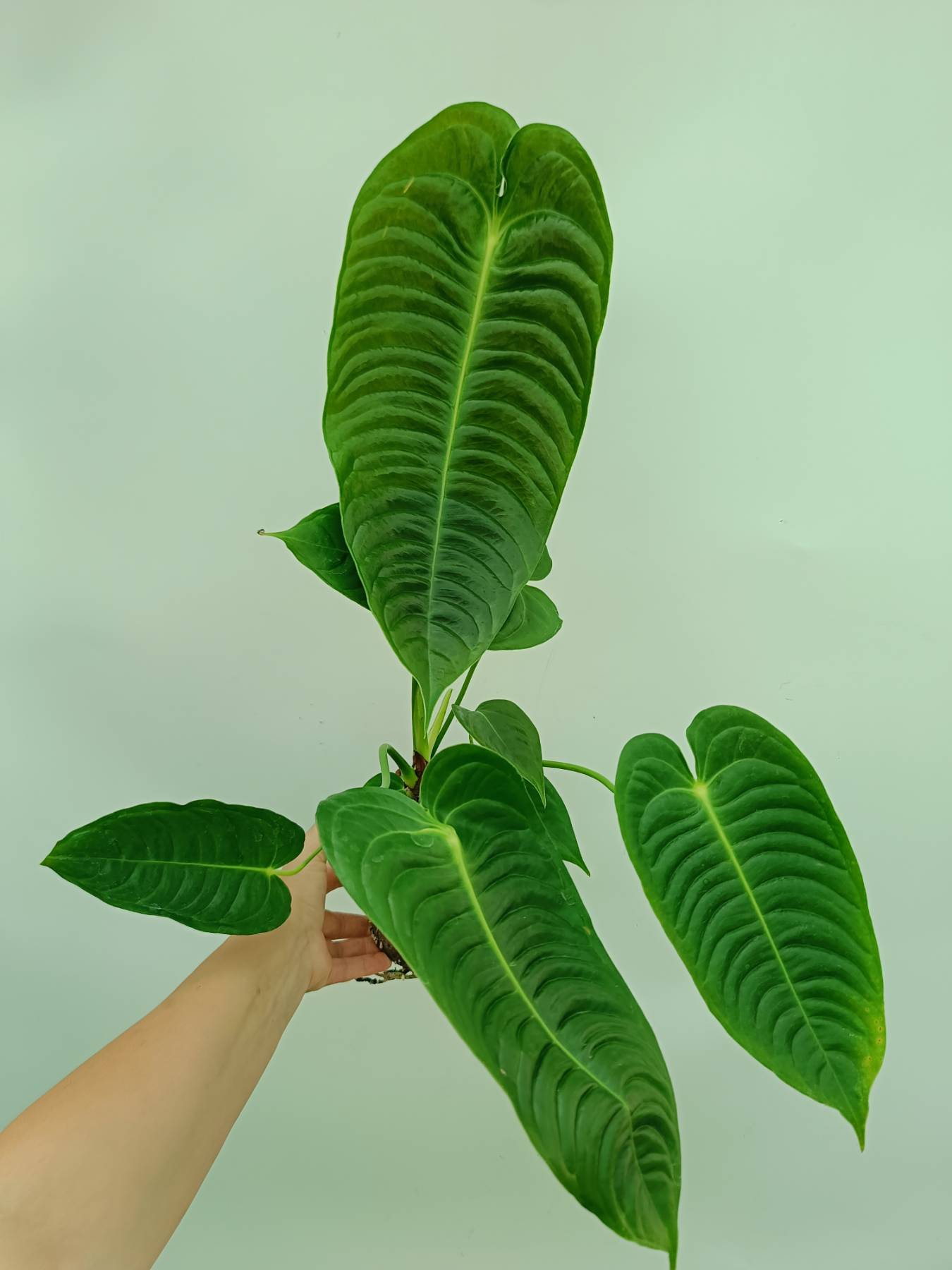 Anthurium veitchii narrow