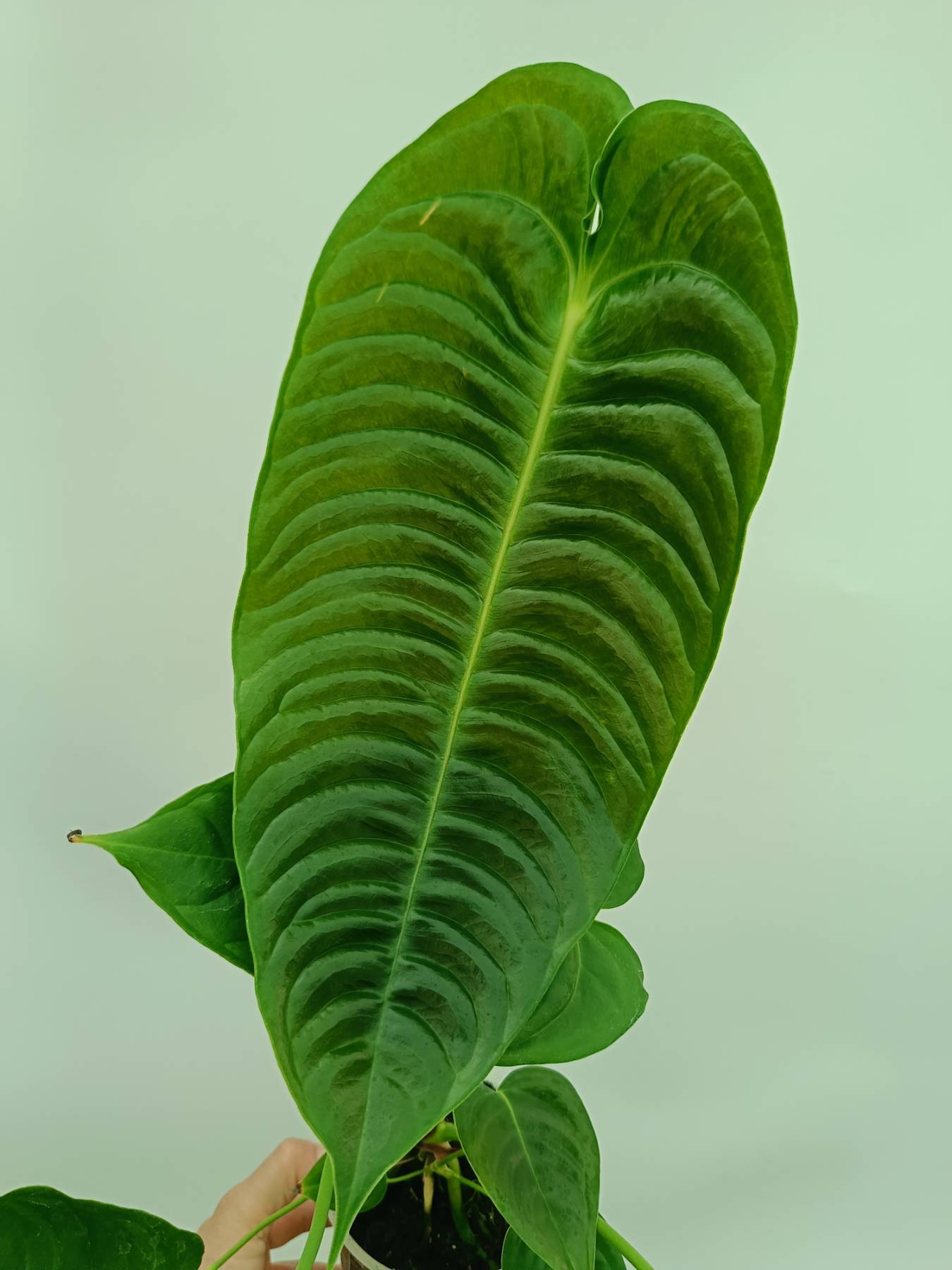 Anthurium veitchii narrow