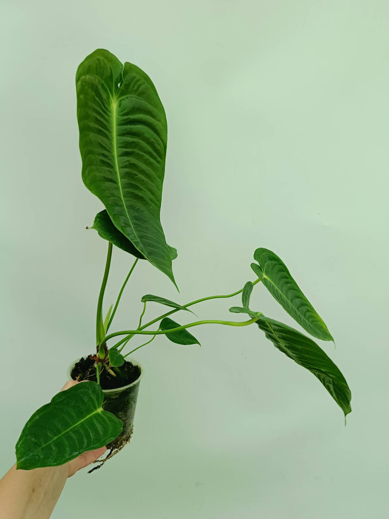 Anthurium veitchii narrow