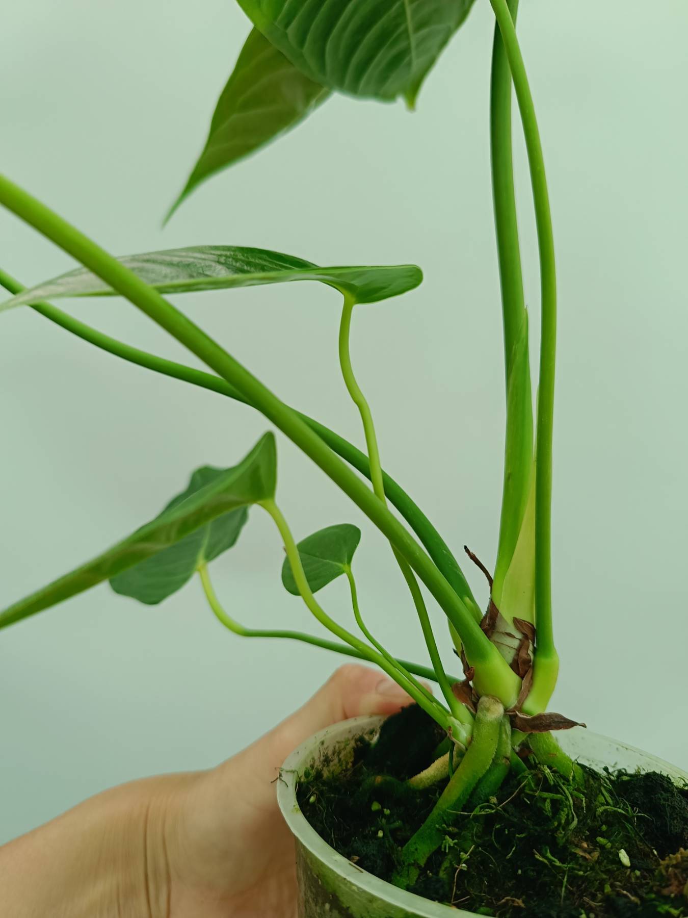 Anthurium veitchii narrow