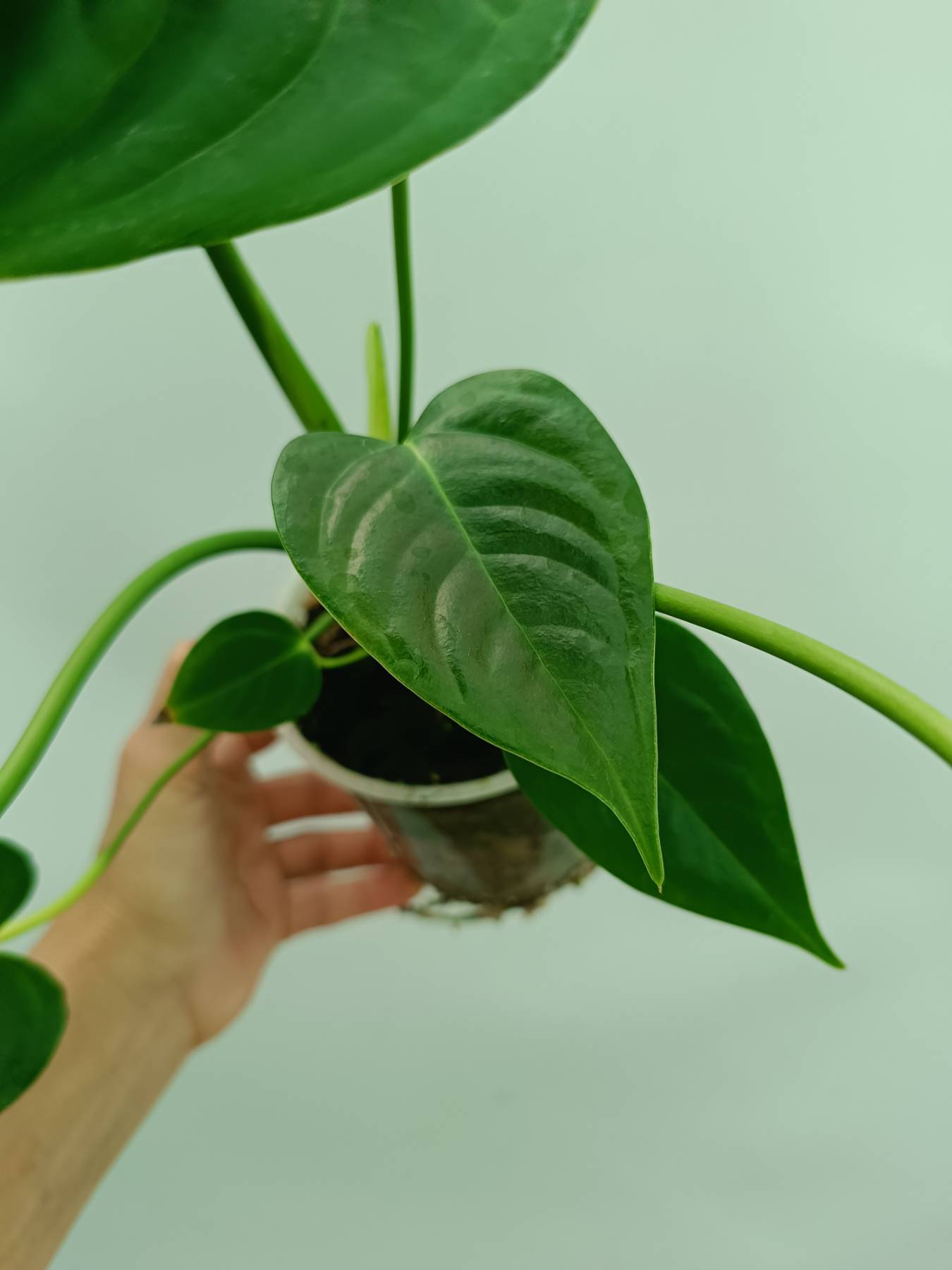 Anthurium veitchii narrow