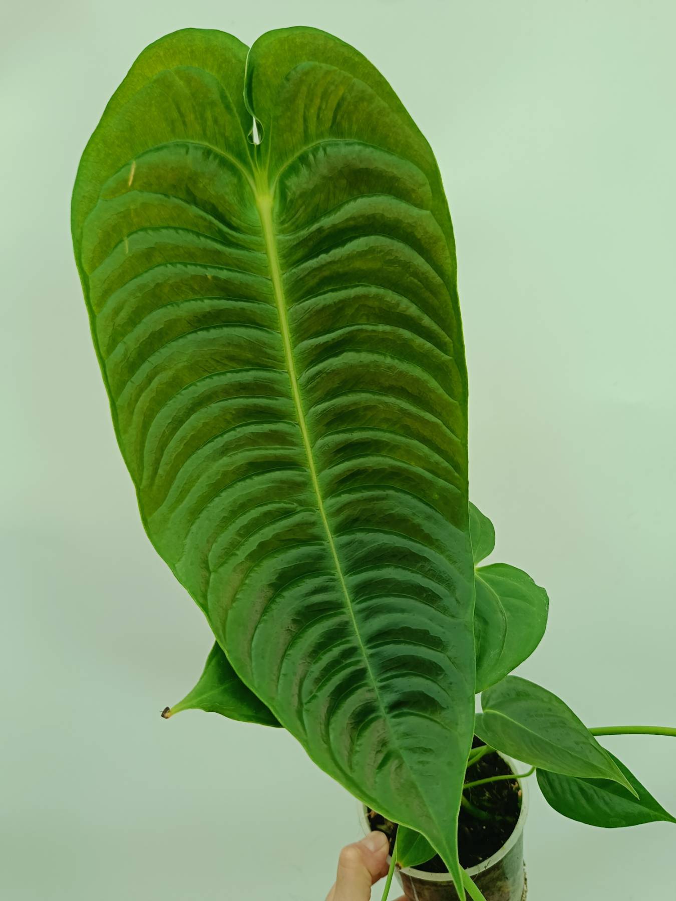 Anthurium veitchii narrow