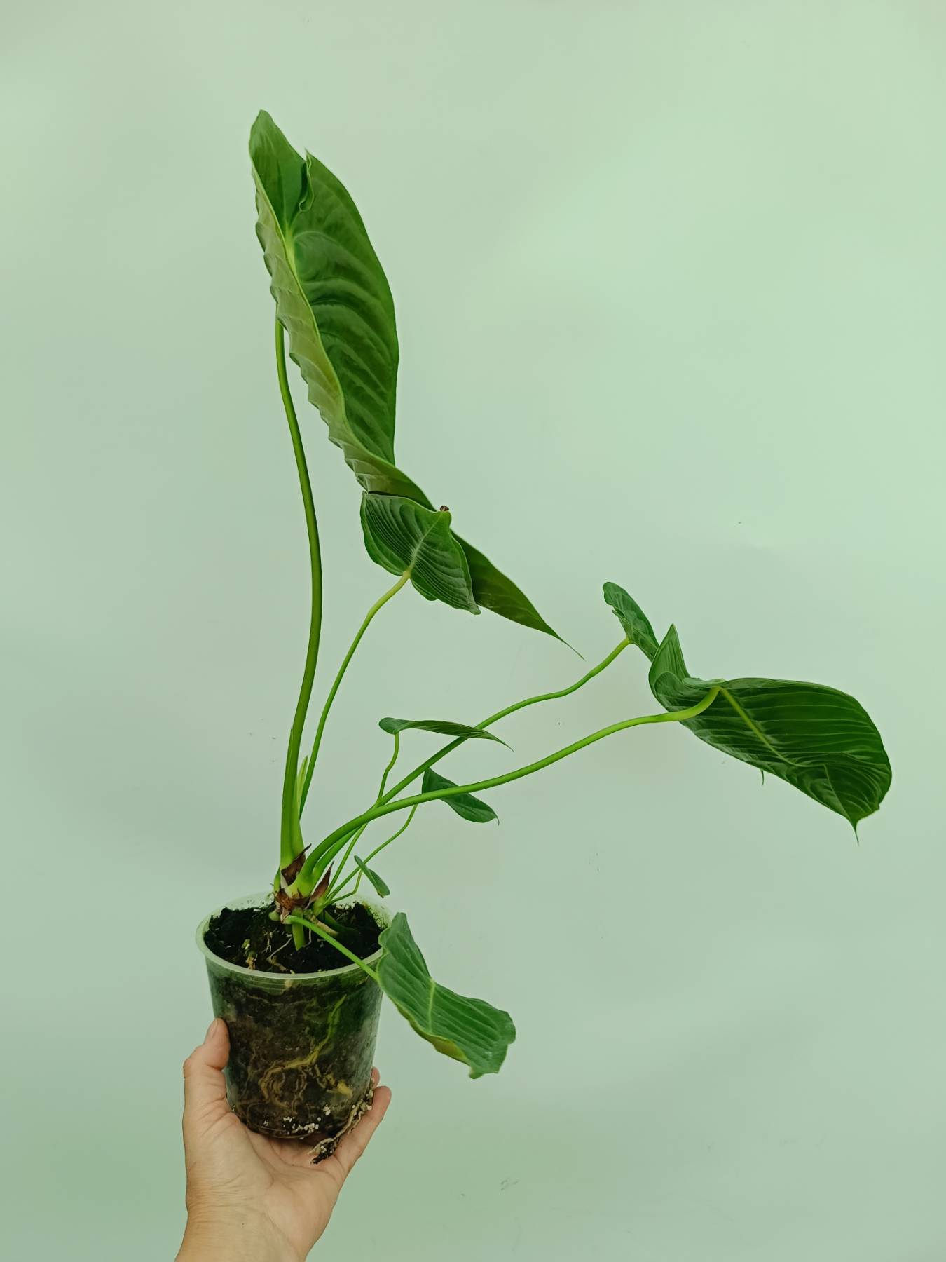 Anthurium veitchii narrow