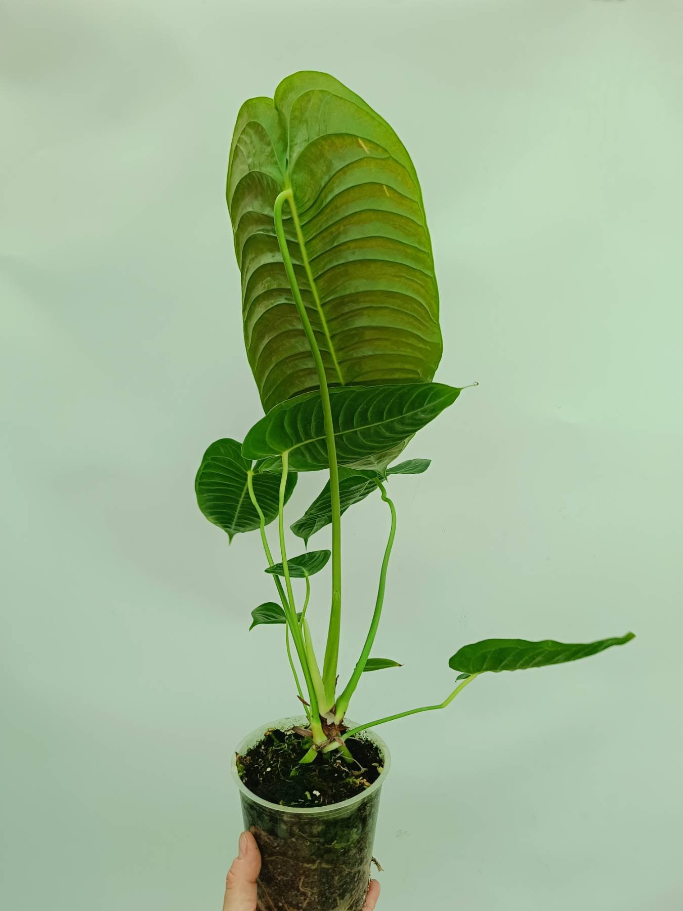 Anthurium veitchii narrow