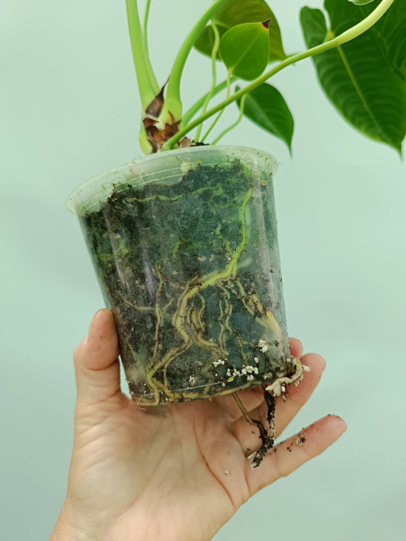 Anthurium veitchii narrow