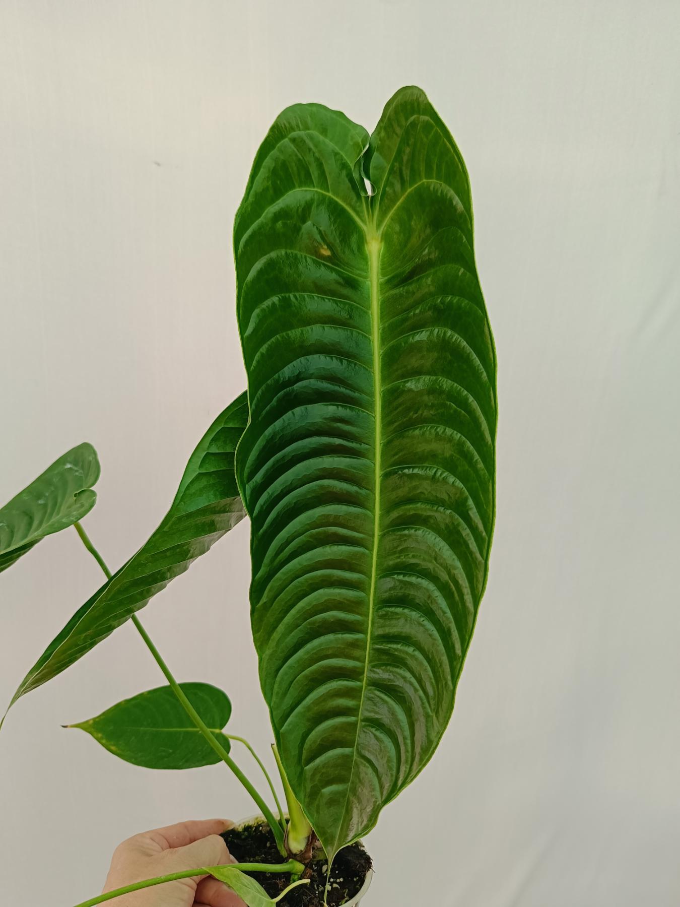 Anthurium veitchii narrow XL