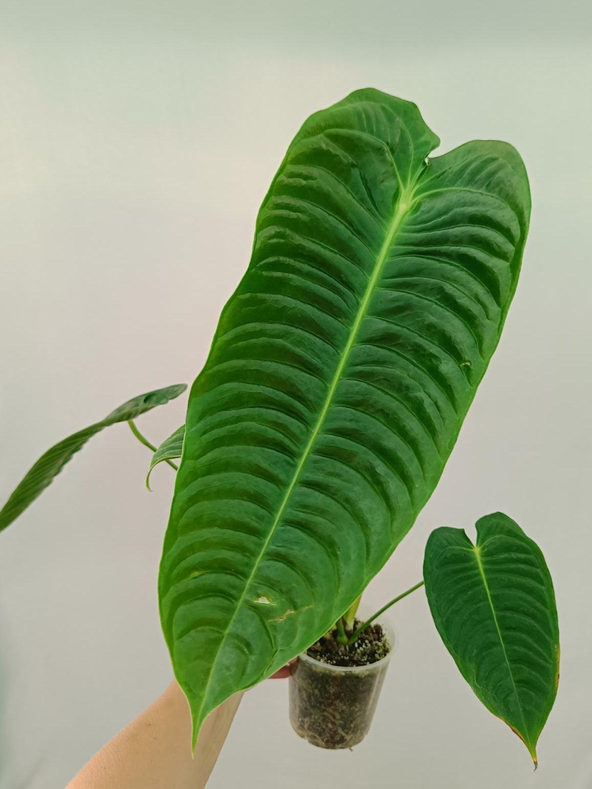 Anthurium veitchii narrow XL