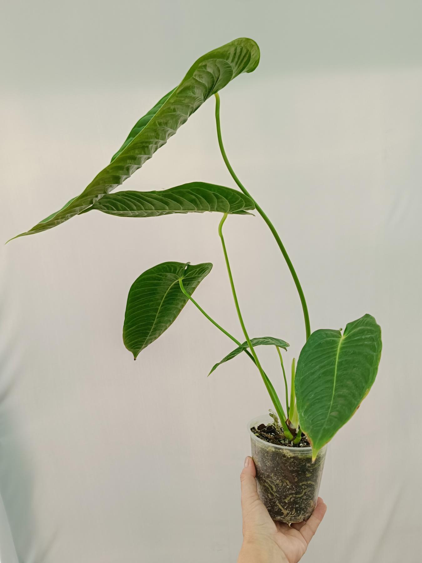 Anthurium veitchii narrow XL