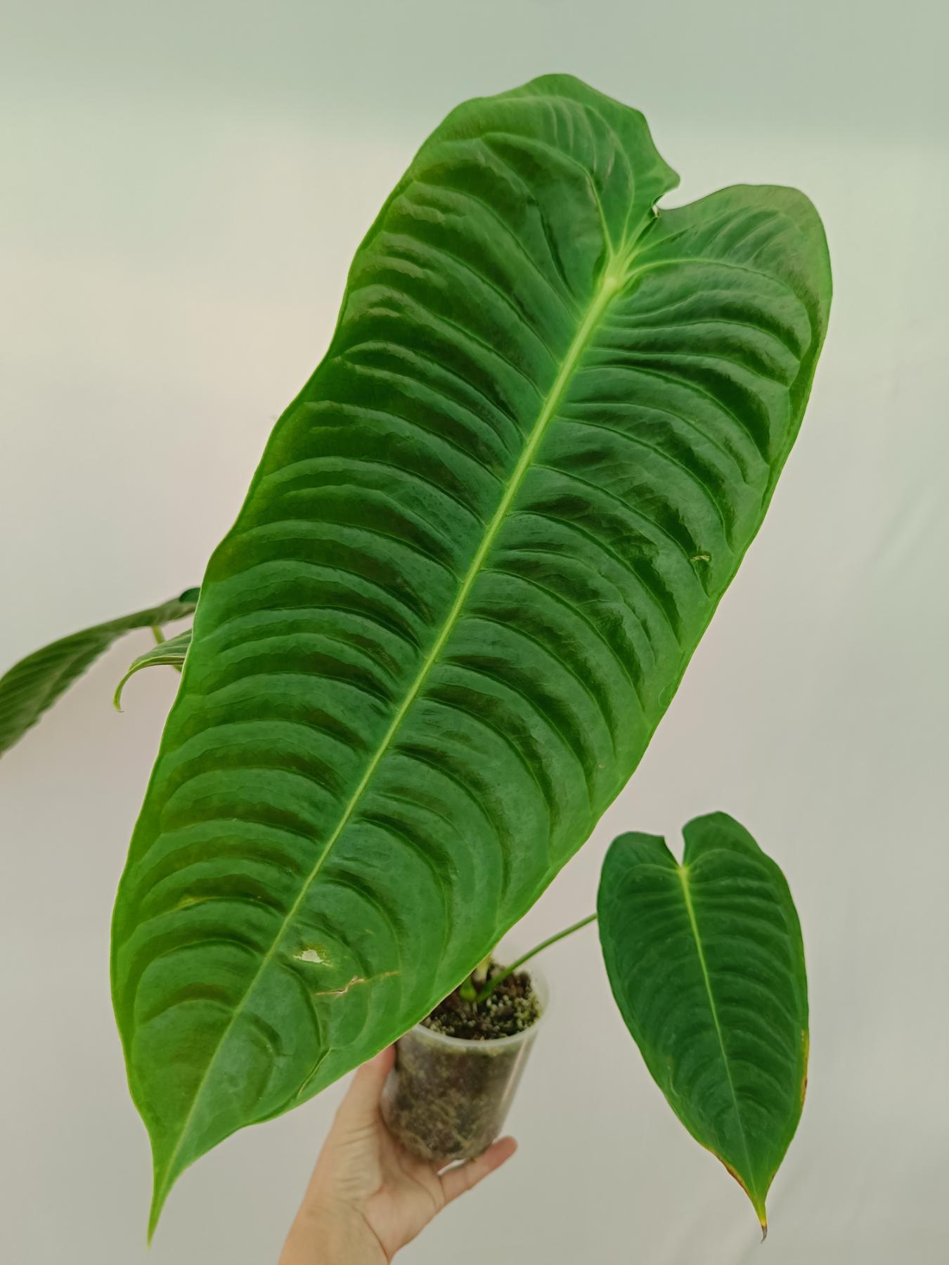 Anthurium veitchii narrow XL