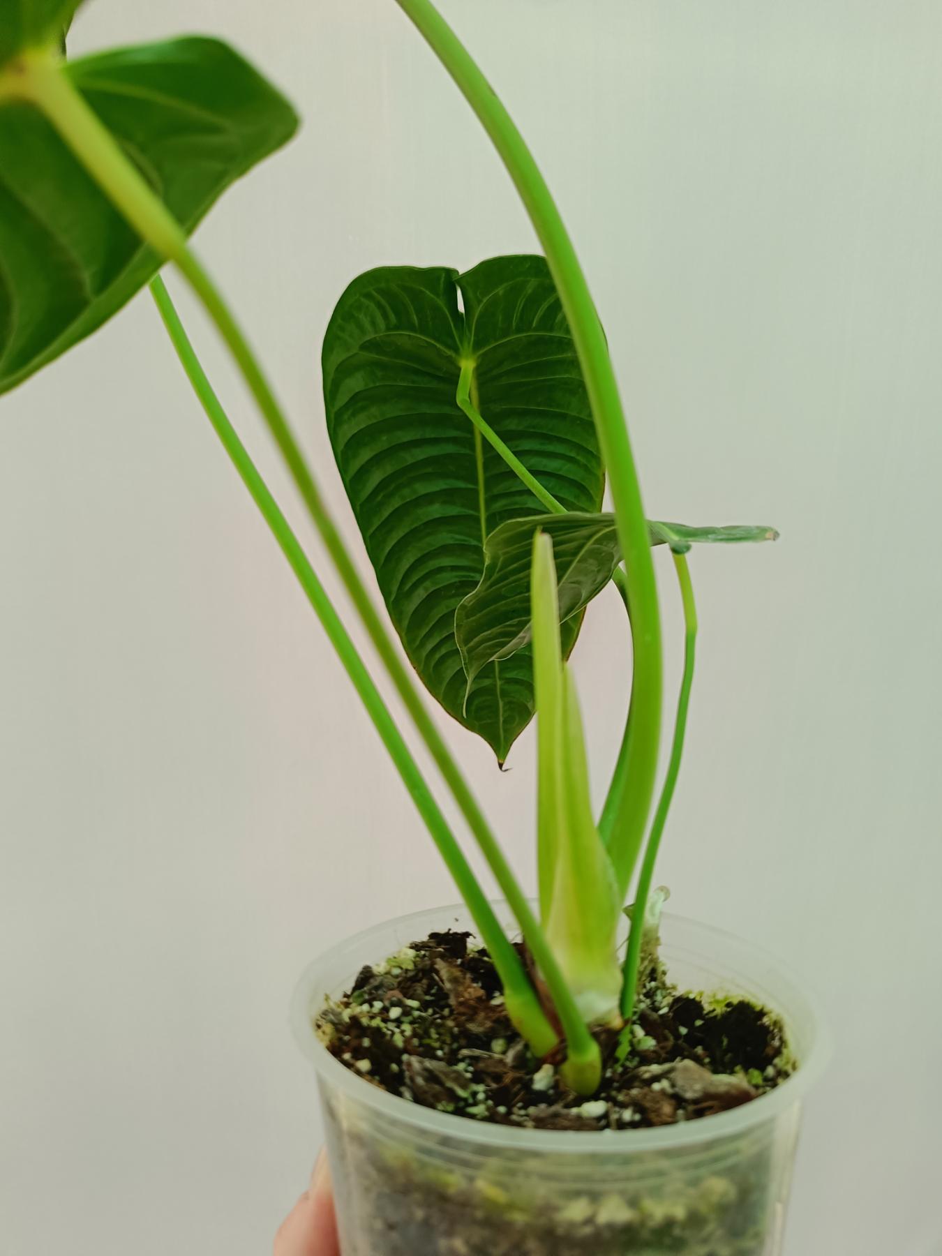 Anthurium veitchii narrow XL