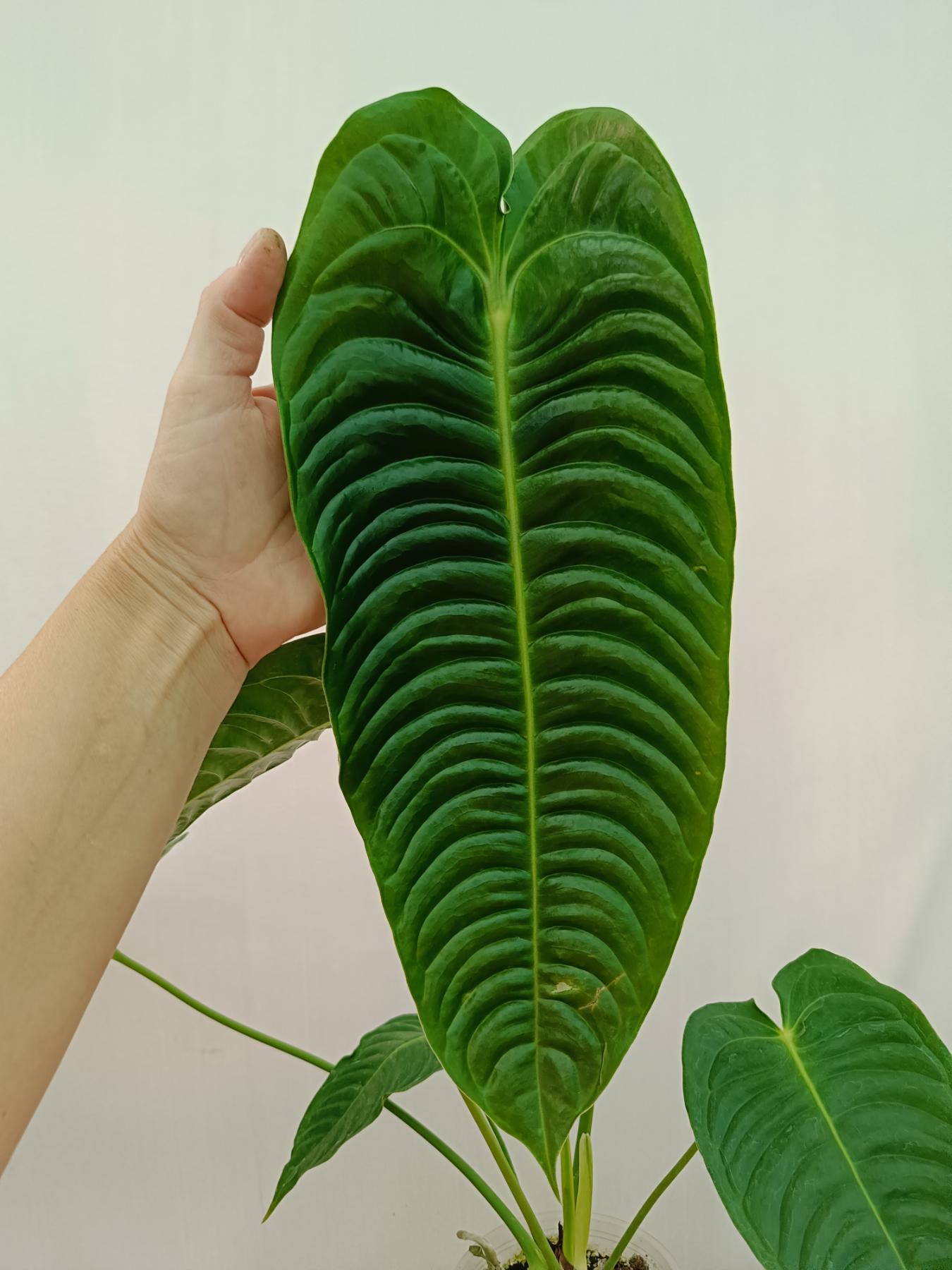 Anthurium veitchii narrow XL