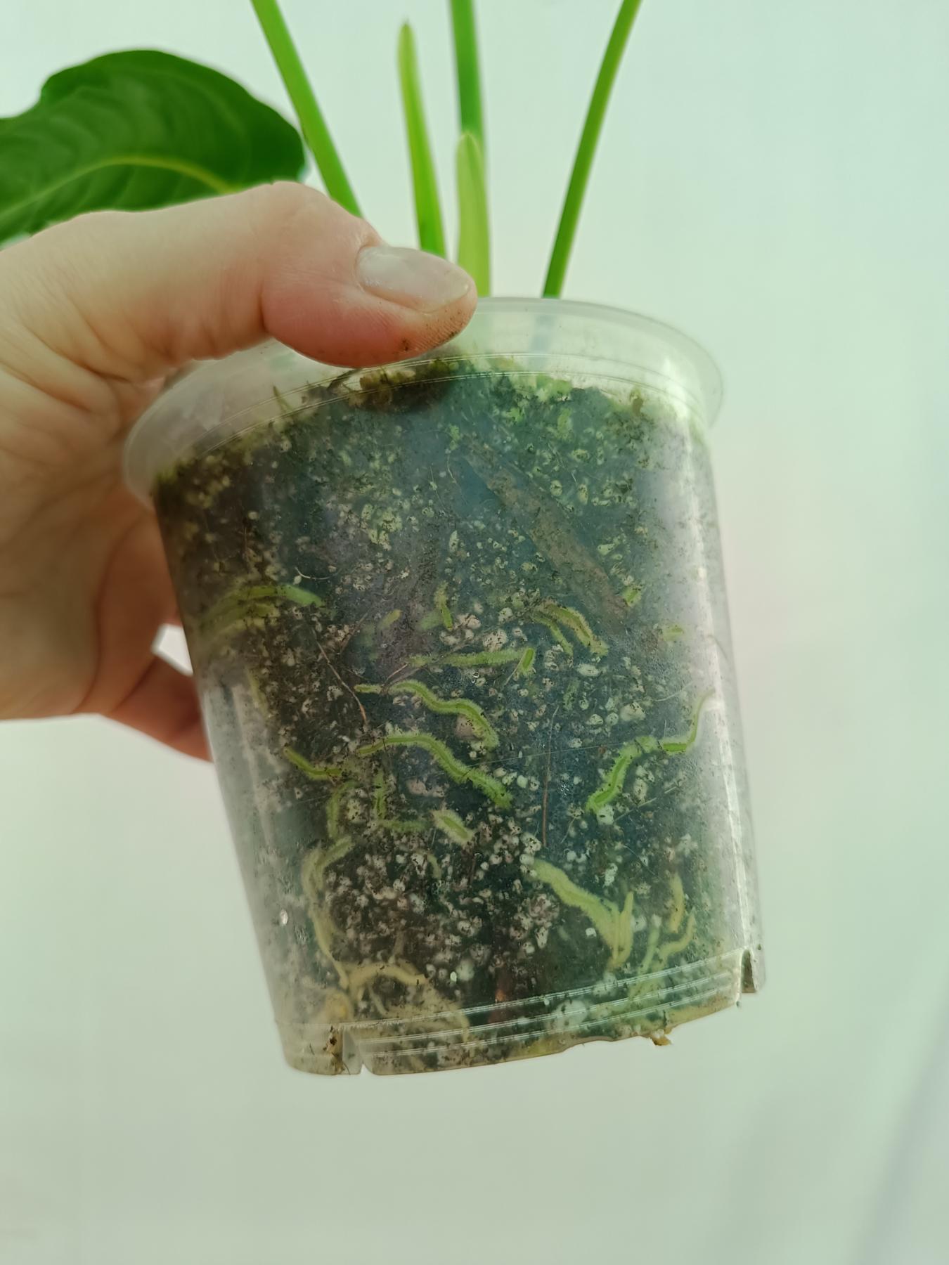 Anthurium veitchii narrow XL