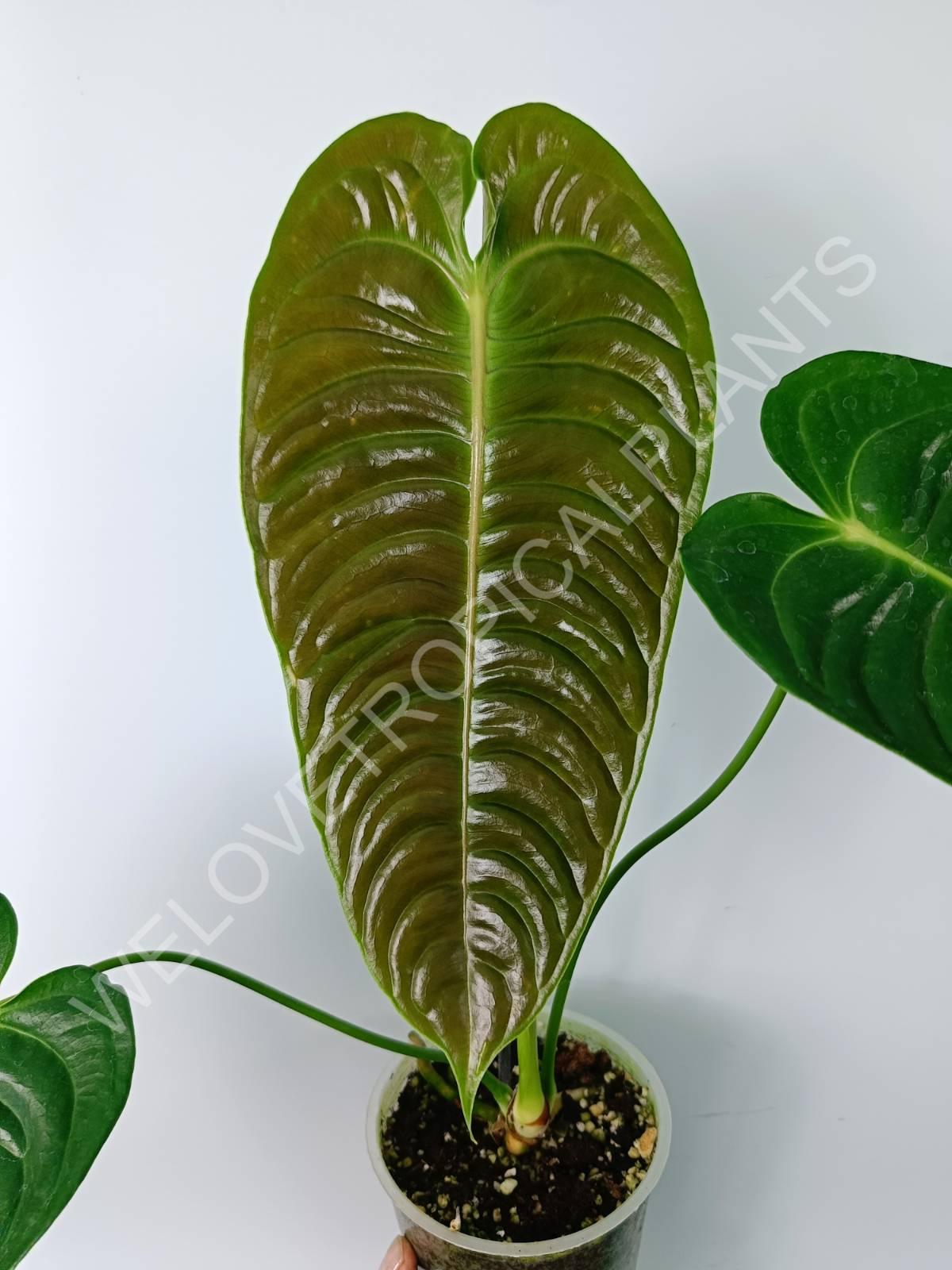 Anthurium veitchii narrow large