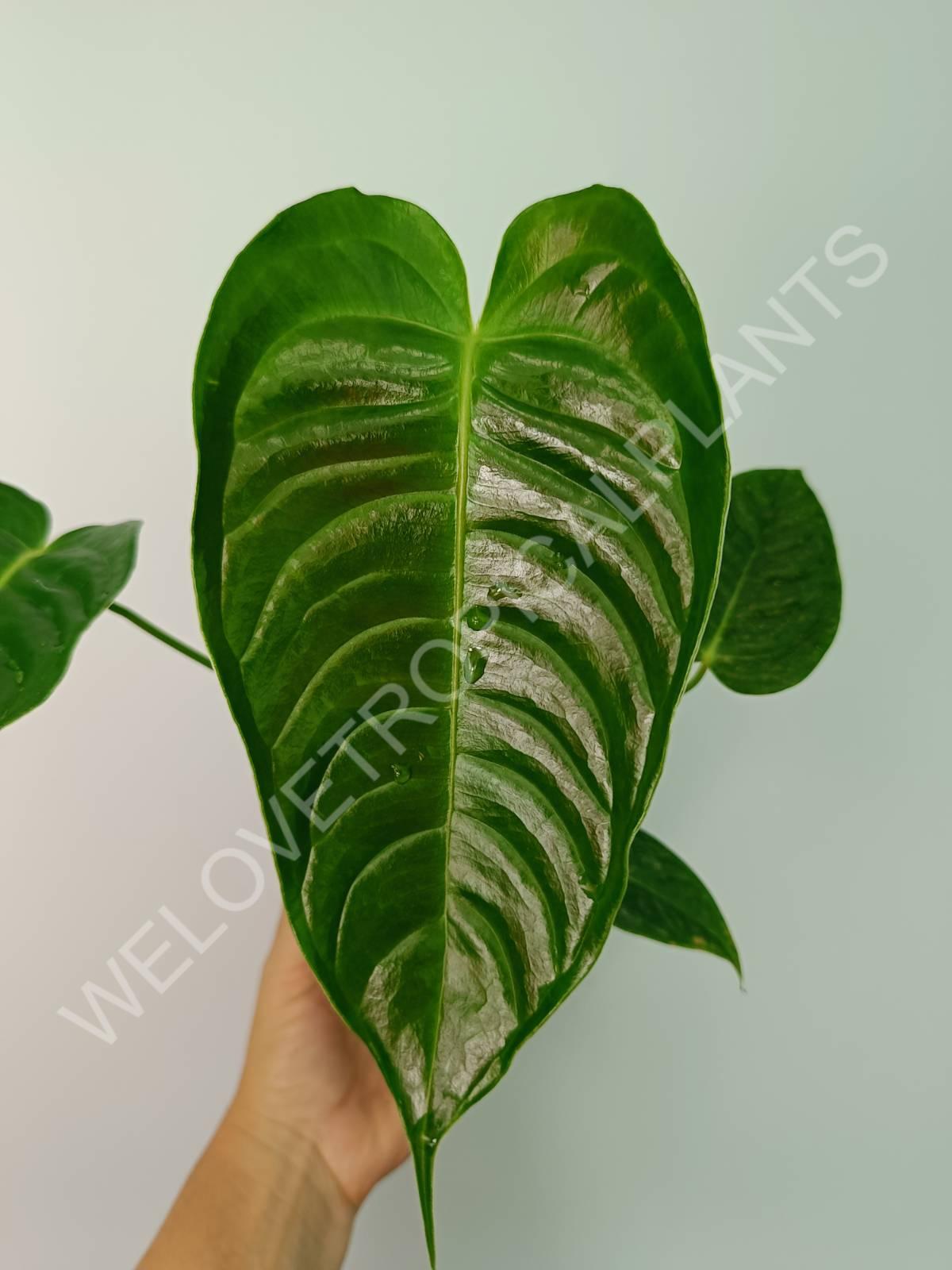 anthurium veitchii hybrid Anthurium veitchii Narrow