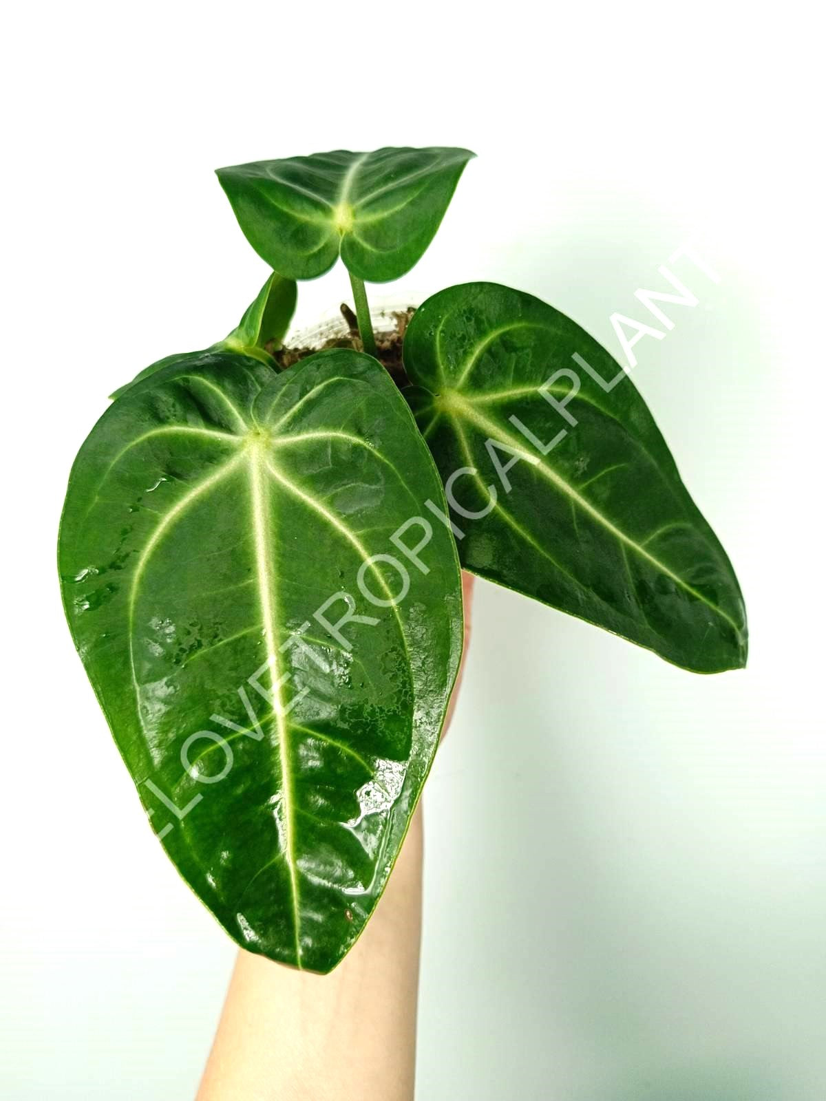 Anthurium villenaorum