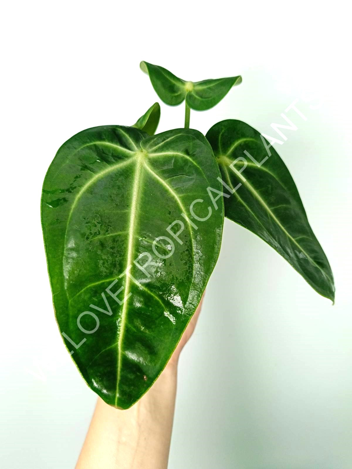 Anthurium villenaorum