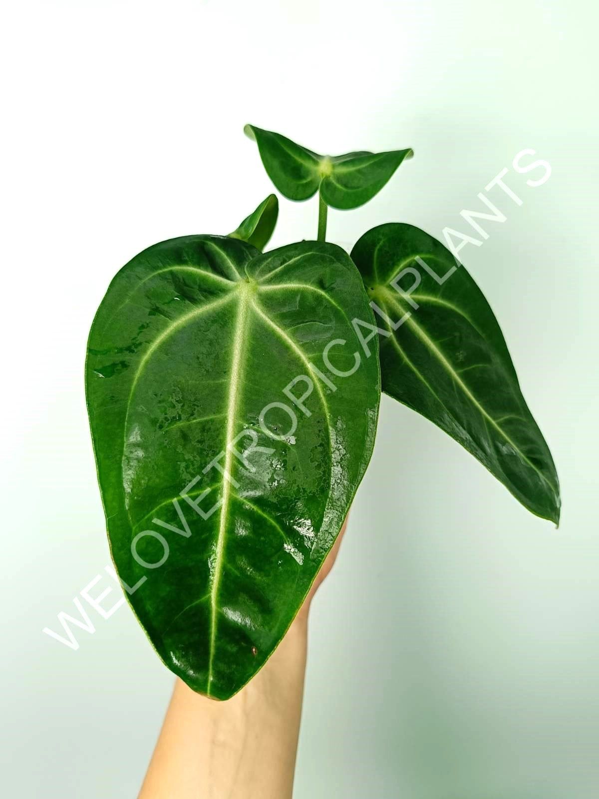 Anthurium villenaorum