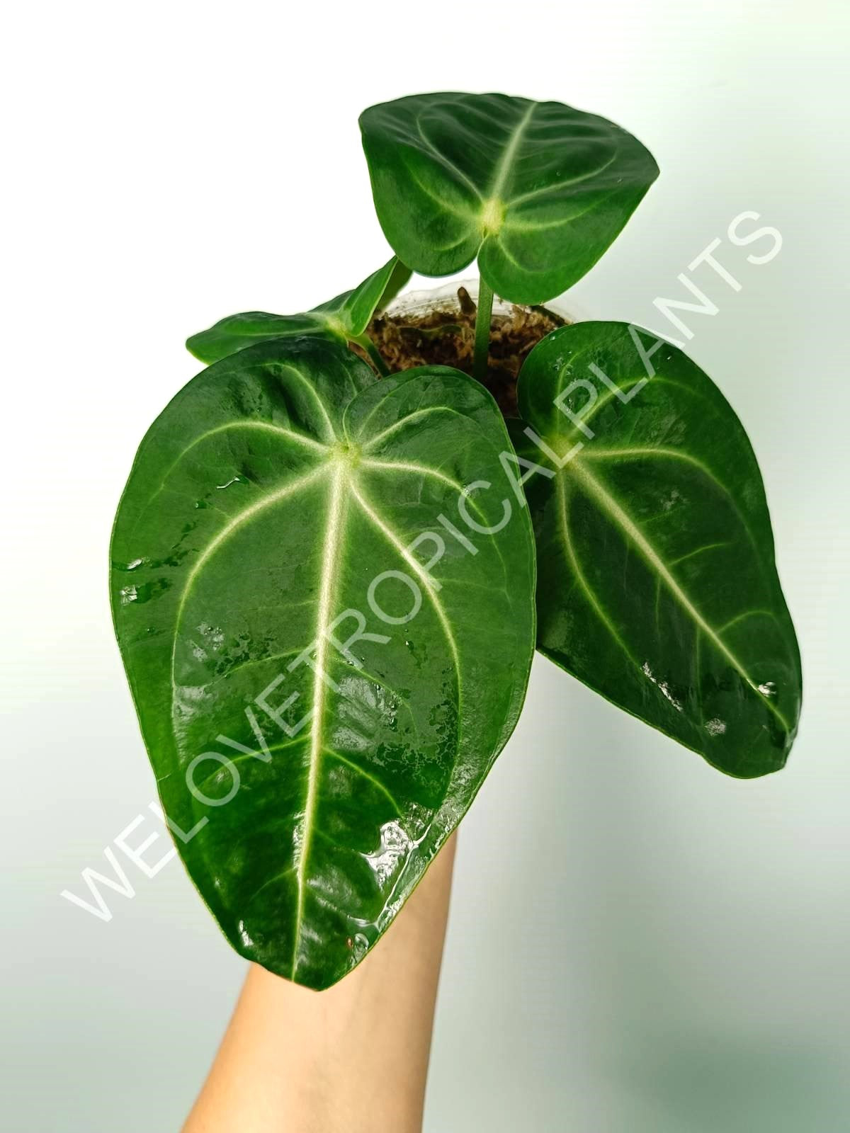 Anthurium villenaorum