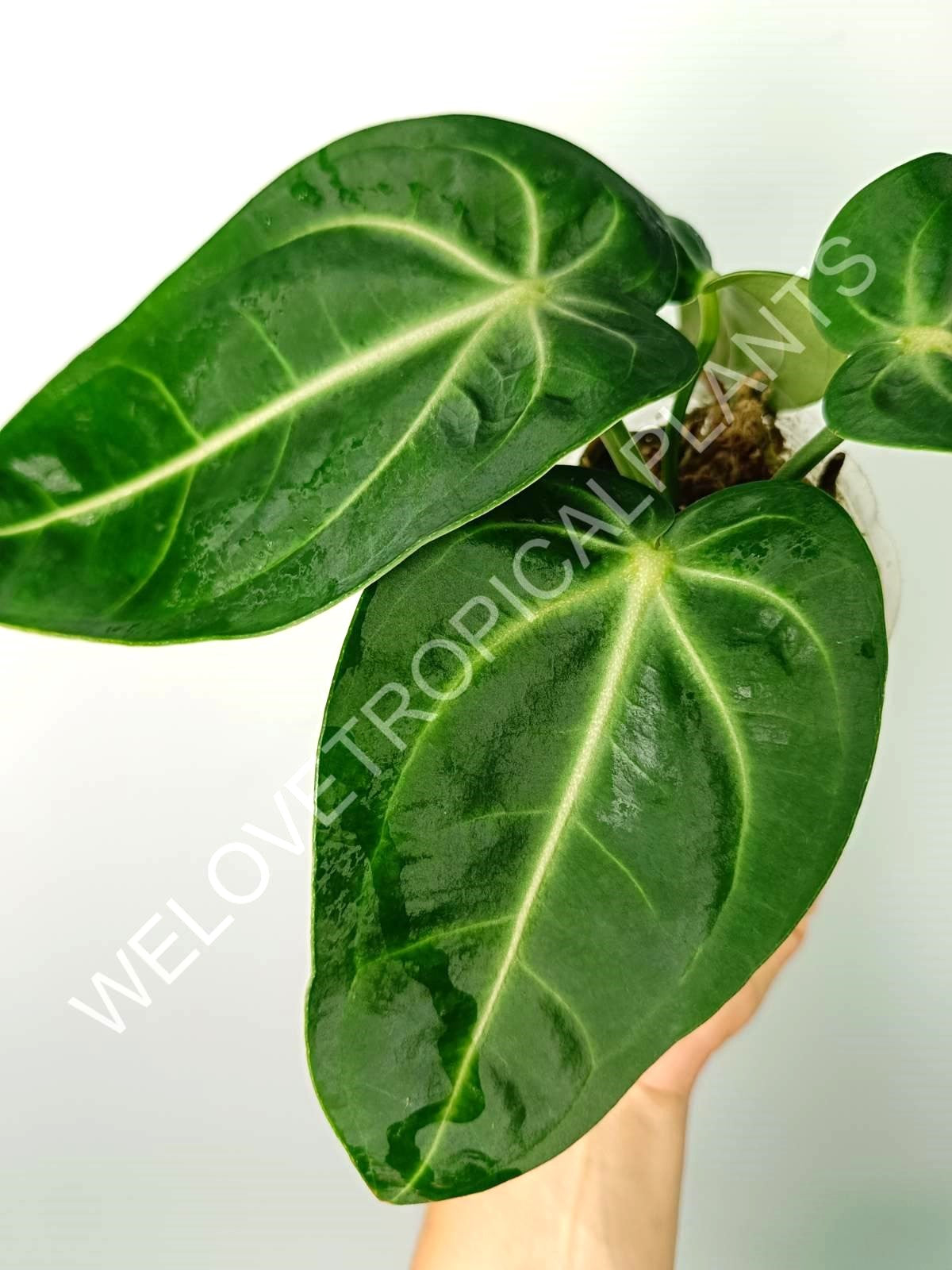 Anthurium villenaorum