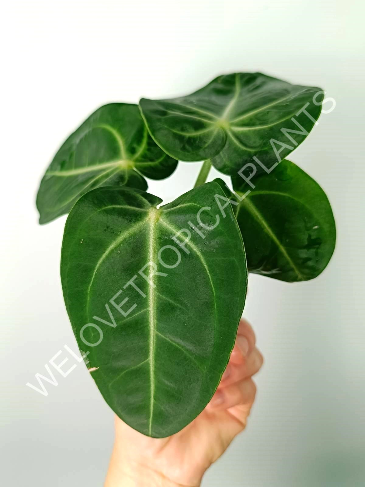 Anthurium villenaorum