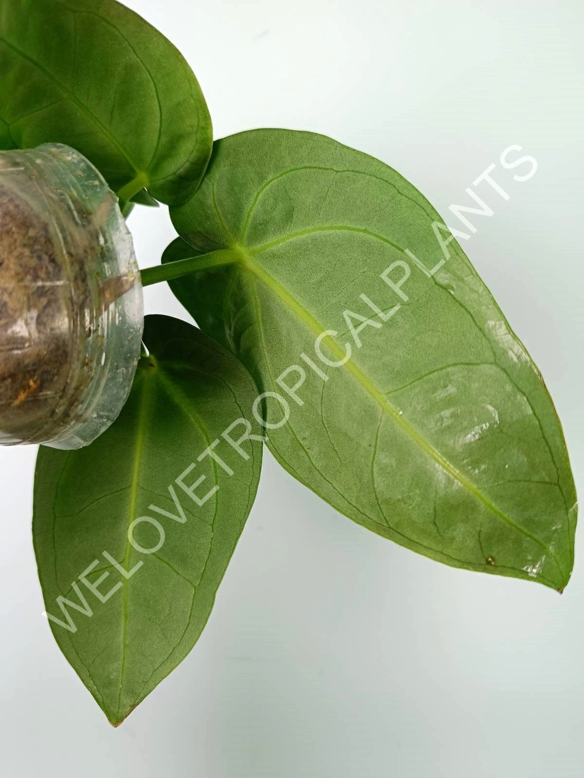 Anthurium villenaorum