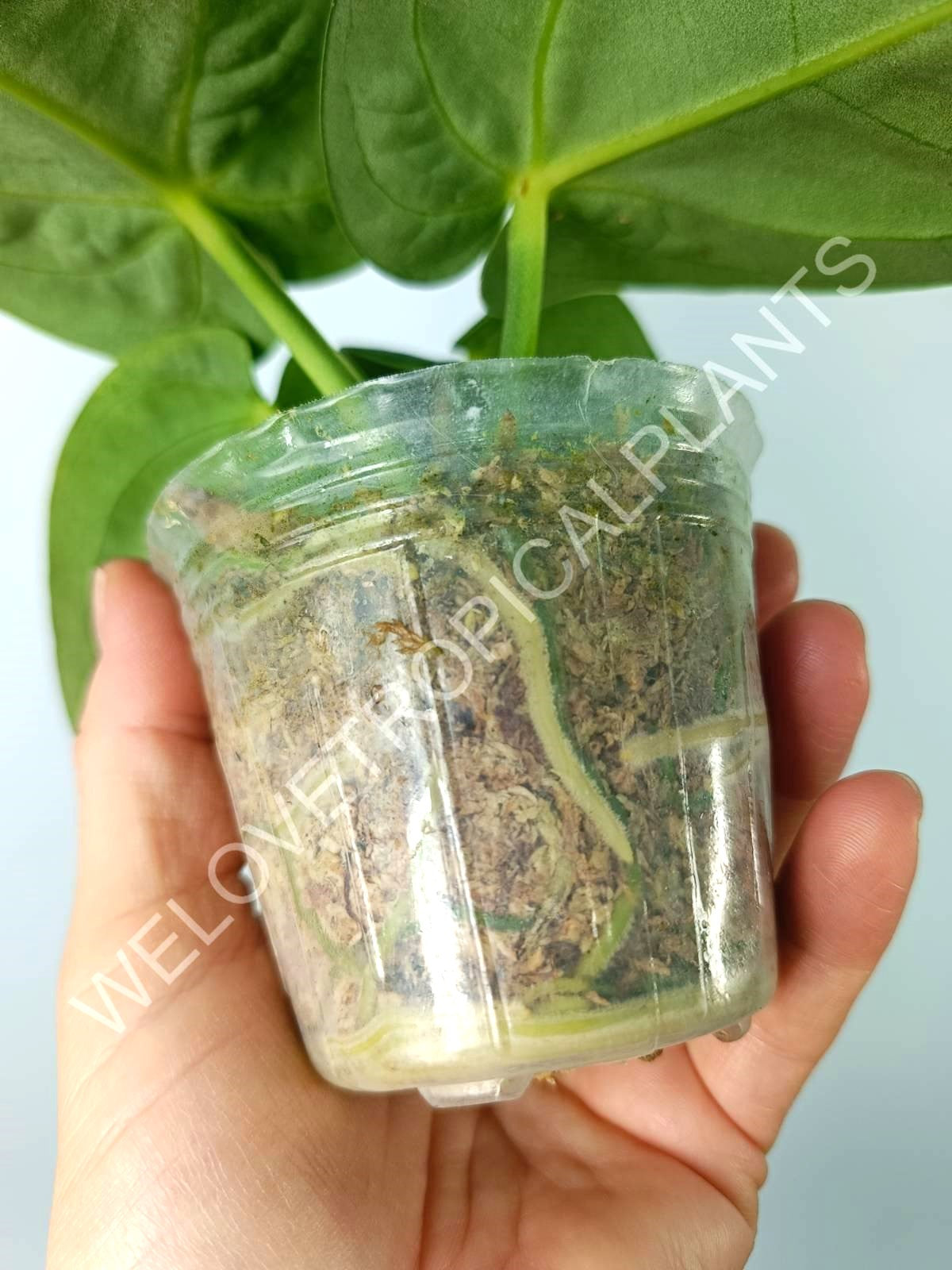 Anthurium villenaorum