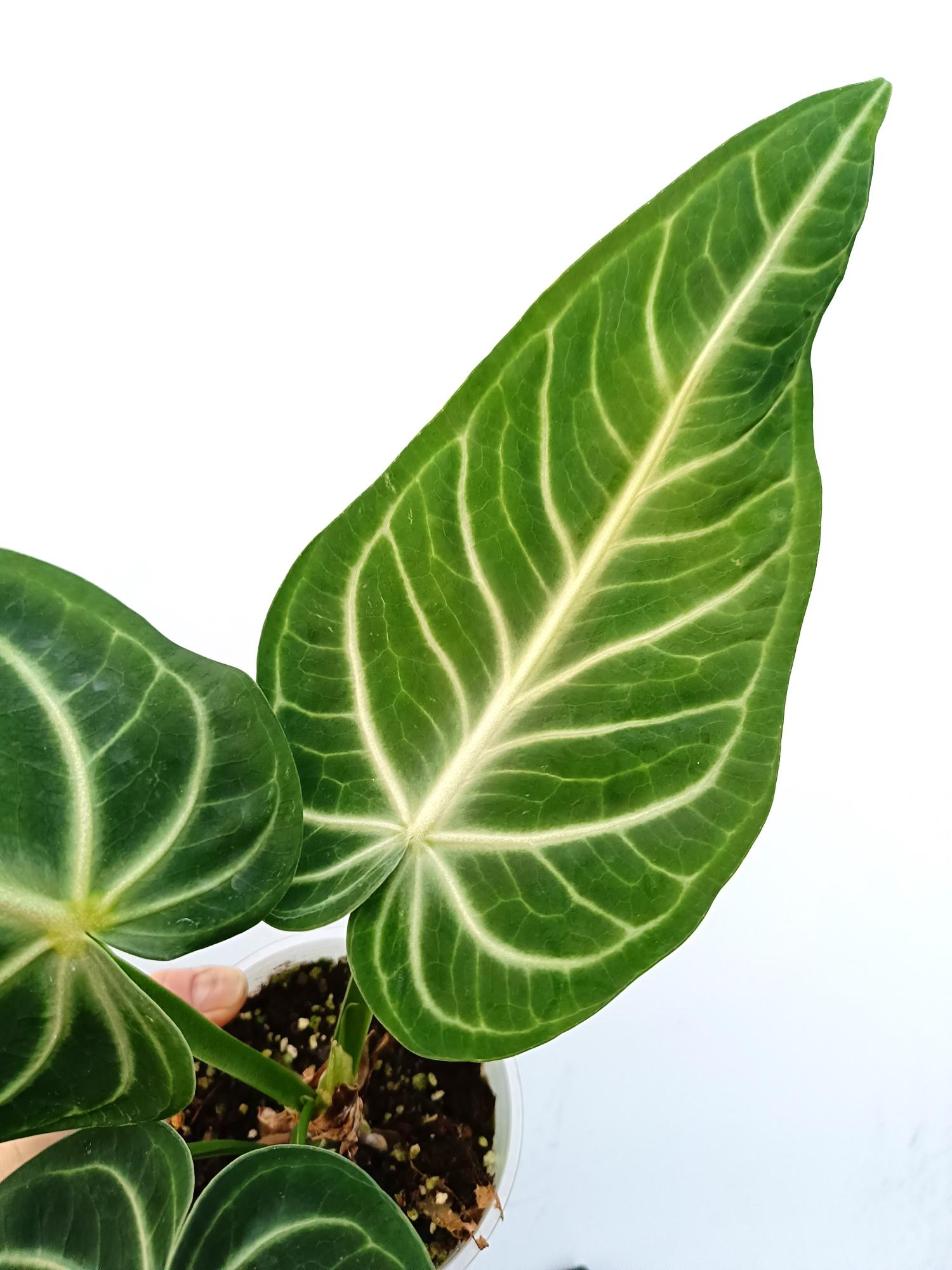 Anthurium villenaorum