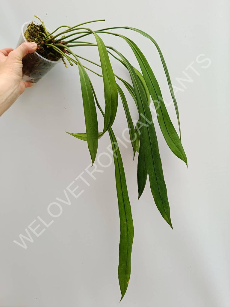 Anthurium vittarifolium