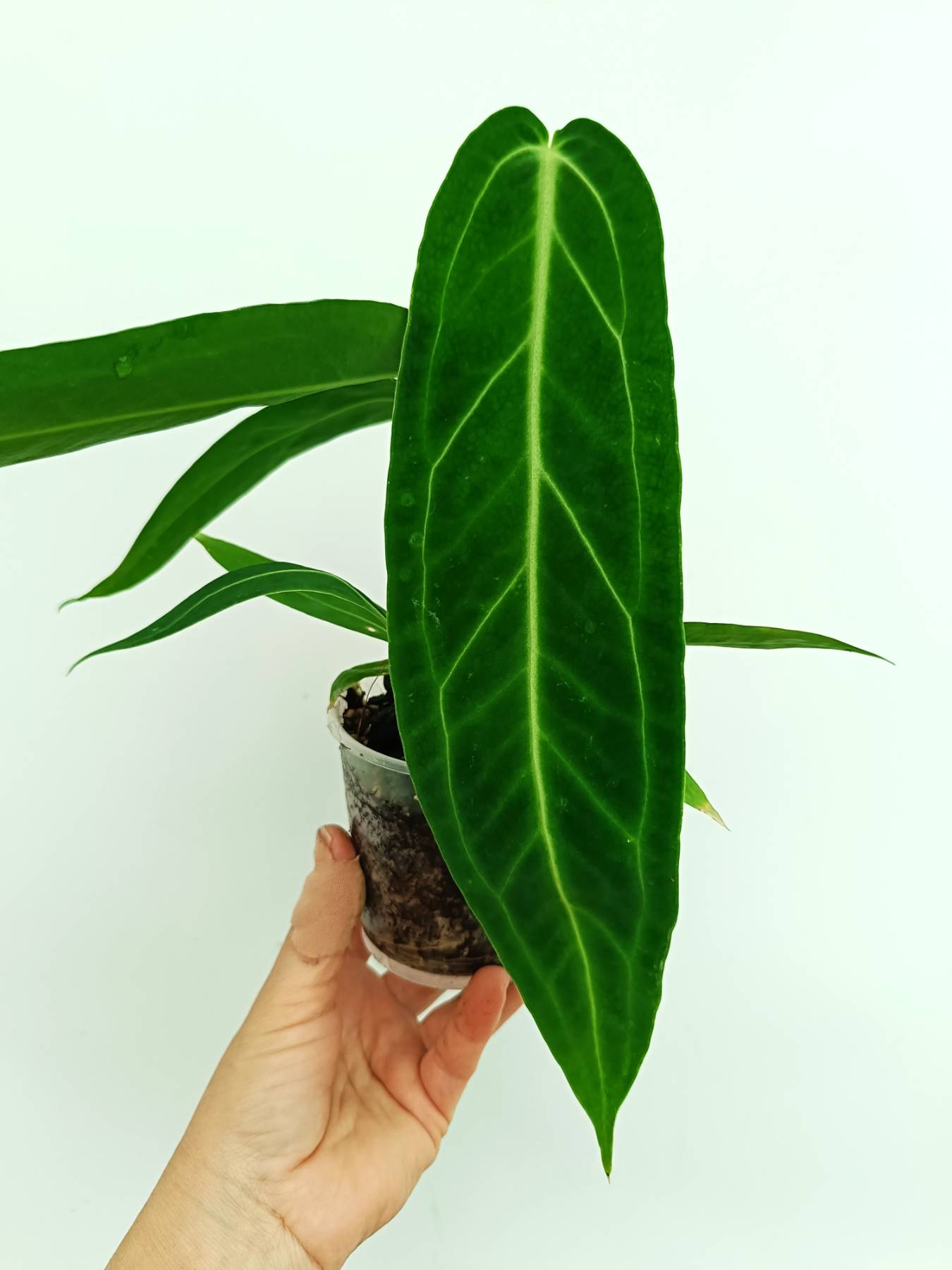 Anthurium warocqueanum